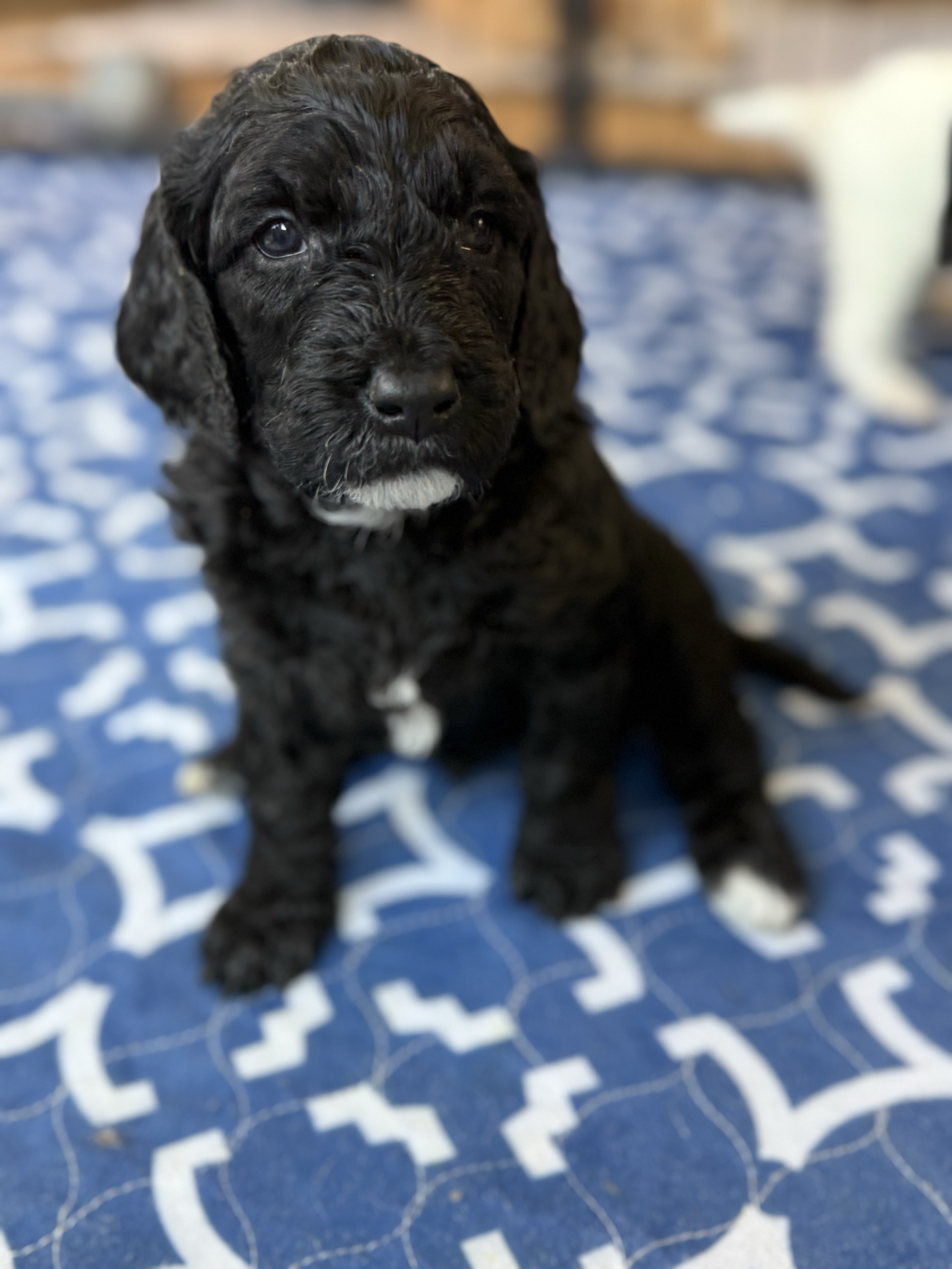Male - Black with White Chin & Chest - 4 Weeks Old