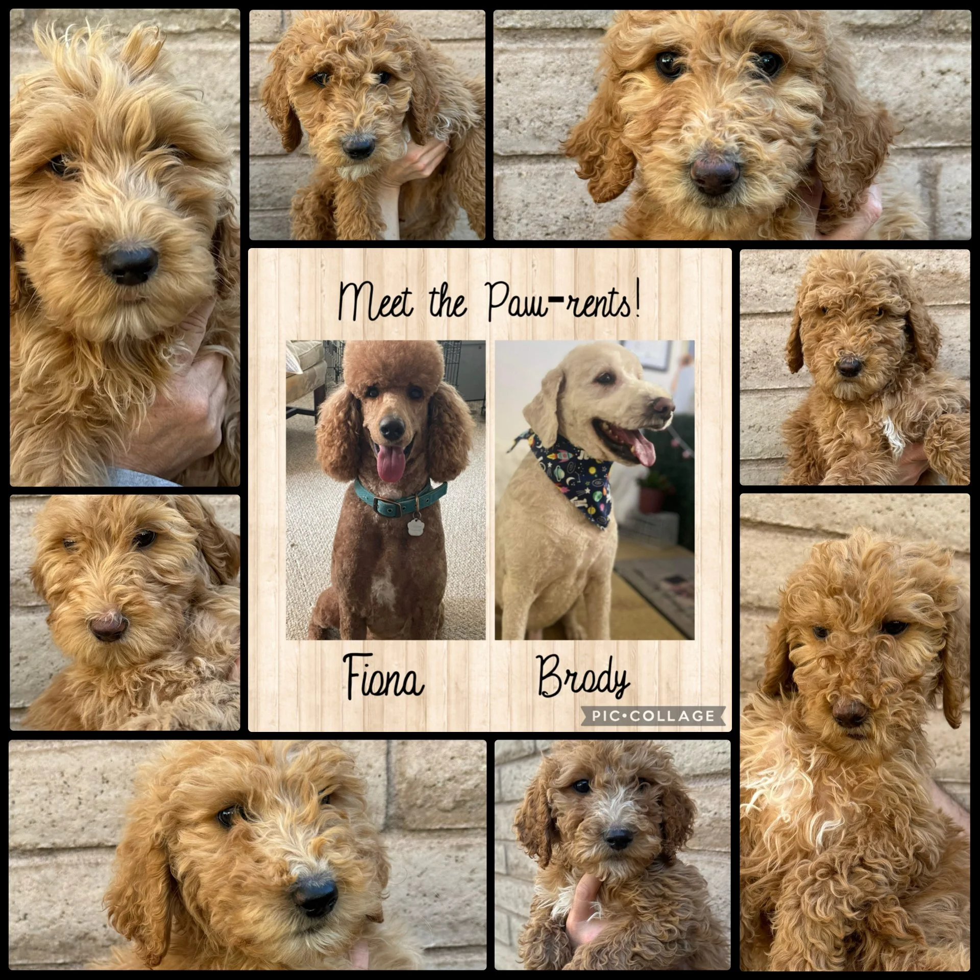 Collage of multiple photos of adorable puppies, with a central sign that reads 'Meet the Paw-rents!,' featuring two dogs named Fiona and Brady. The puppies are various shades of curly and straight fur, with some posing against a brick wall background