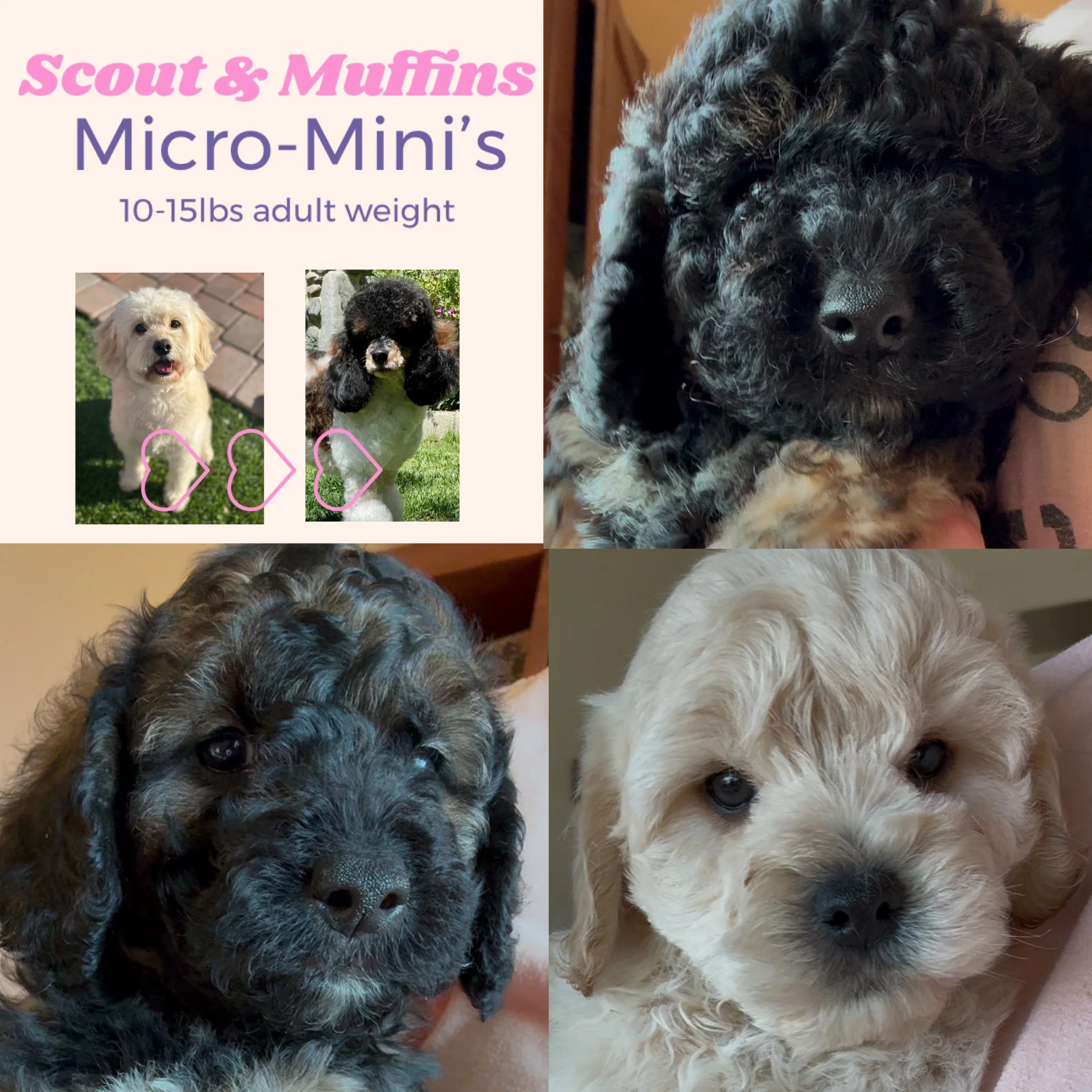 Collage of four photos of small, fluffy puppies with different fur colors and textures, alongside a poster promoting "Scout & Muffins" micro-miniature puppies weighing 10-15 pounds as adults.