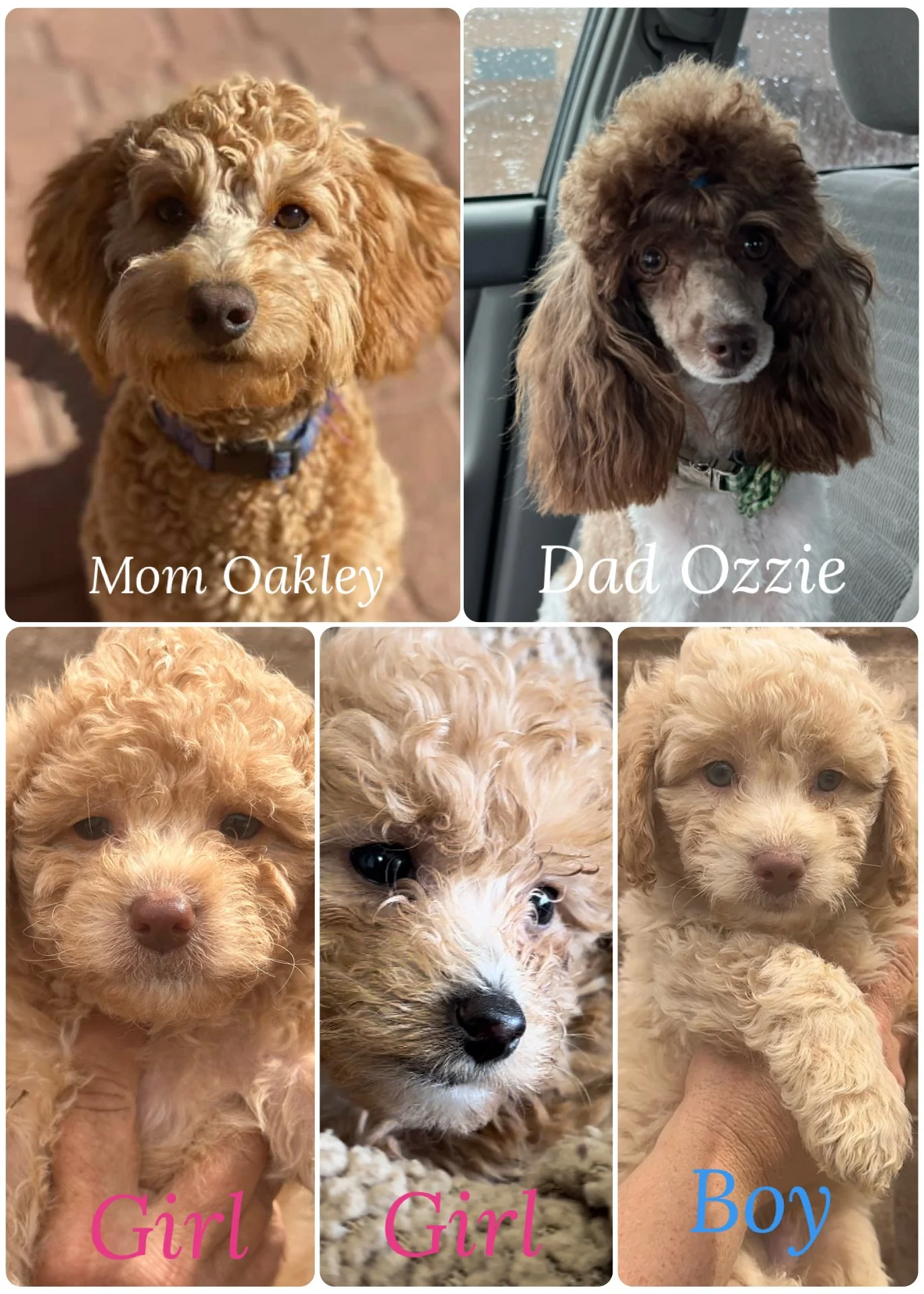 Collage of five adorable poodle puppies, with two mature poodles labeled Mom Oakley and Dad Ozzie, and three puppies labeled Girl, Girl, and Boy.