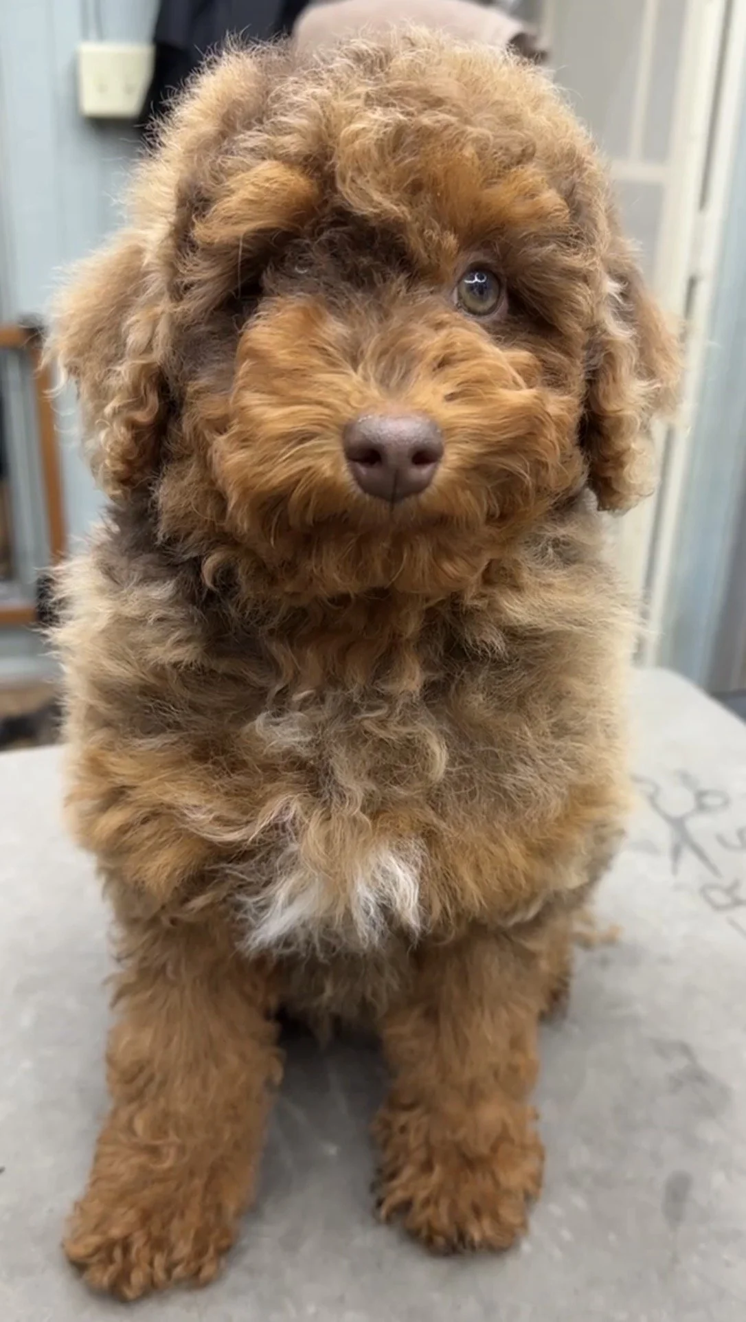 Chip- 12 weeks old