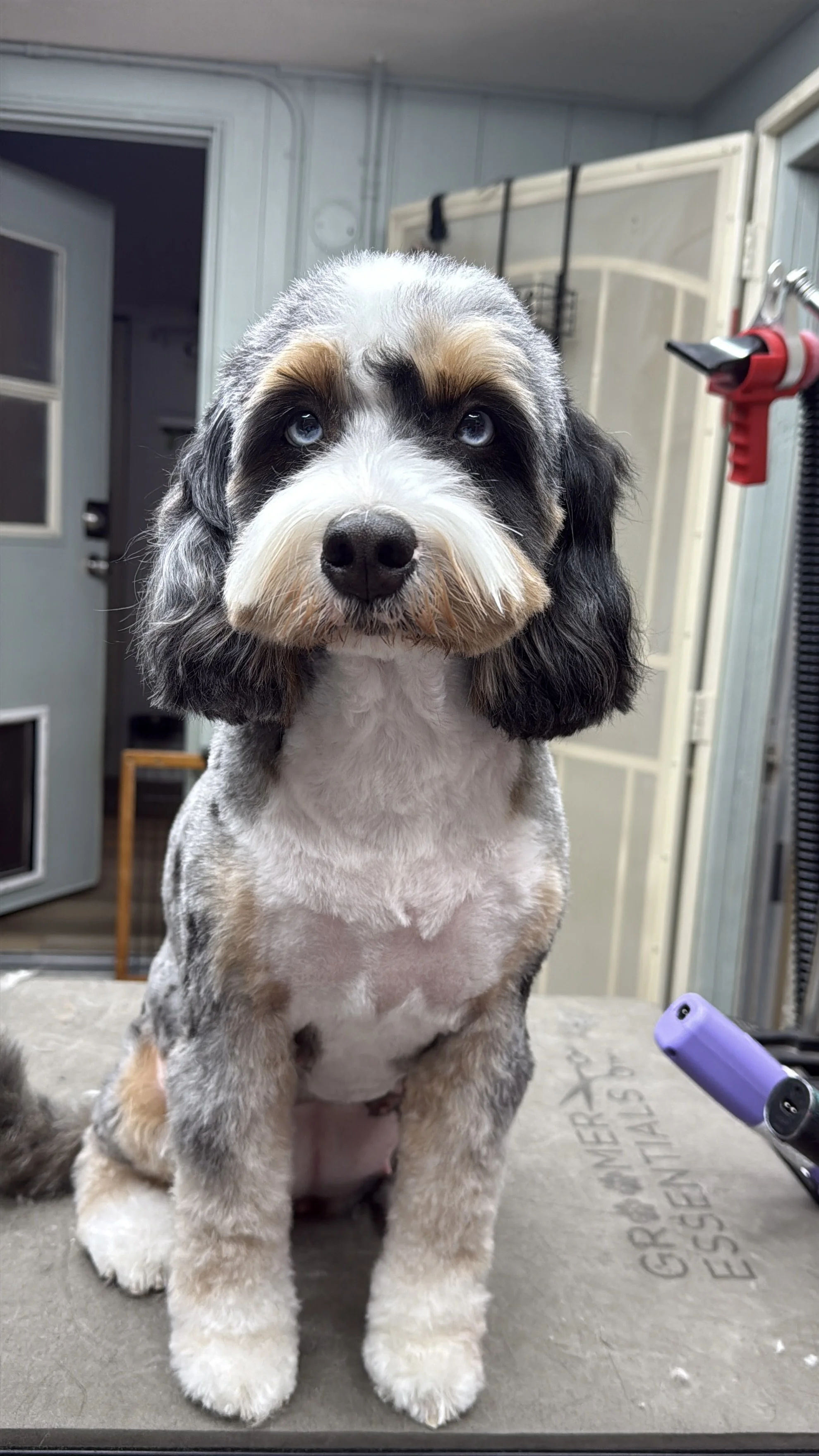 Saffy