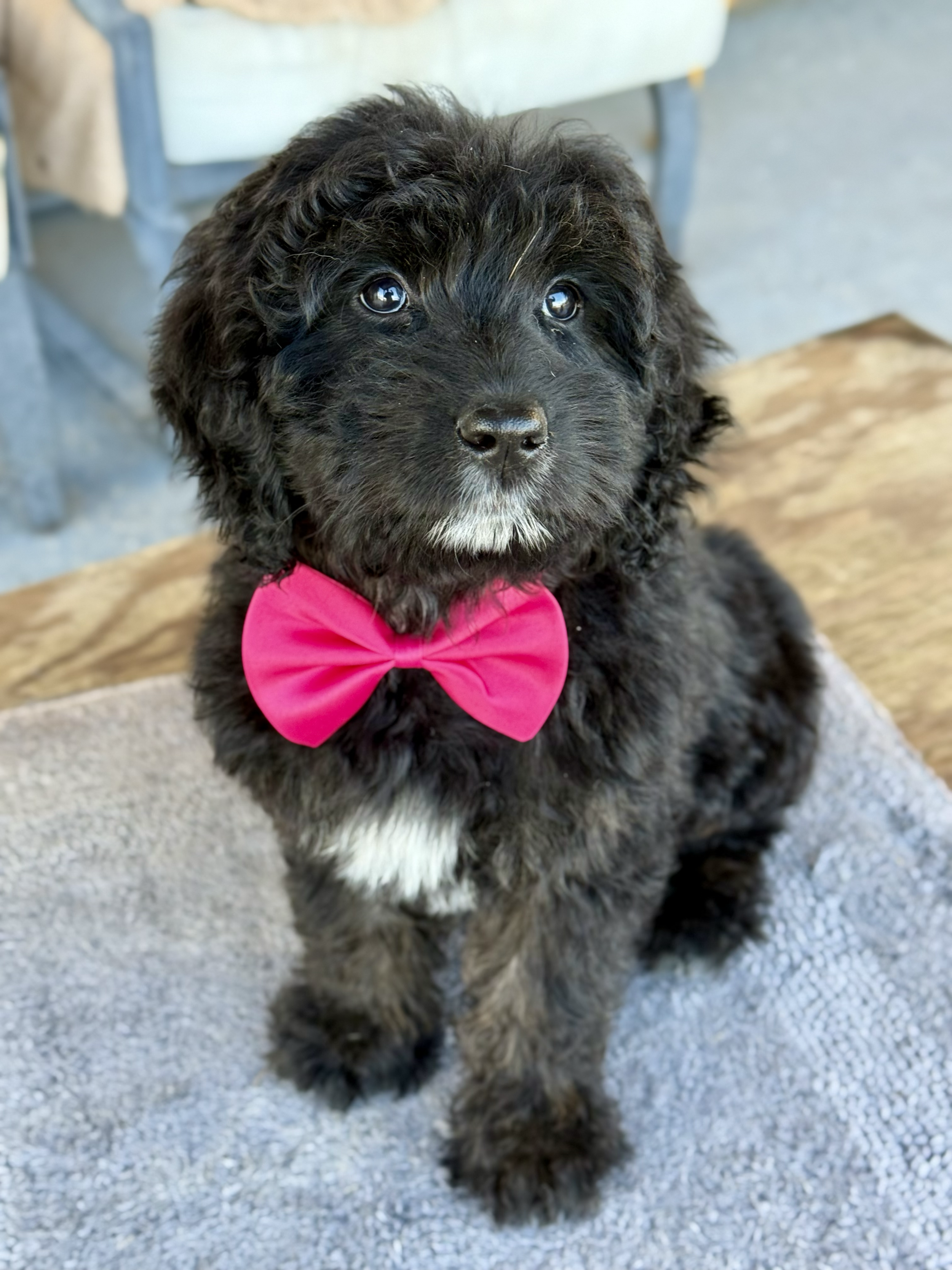 Cute black puppy with a white patch on chest, wearing a bright pink bow tie, sitting on a textured gray surface, with wooden and light-colored background.