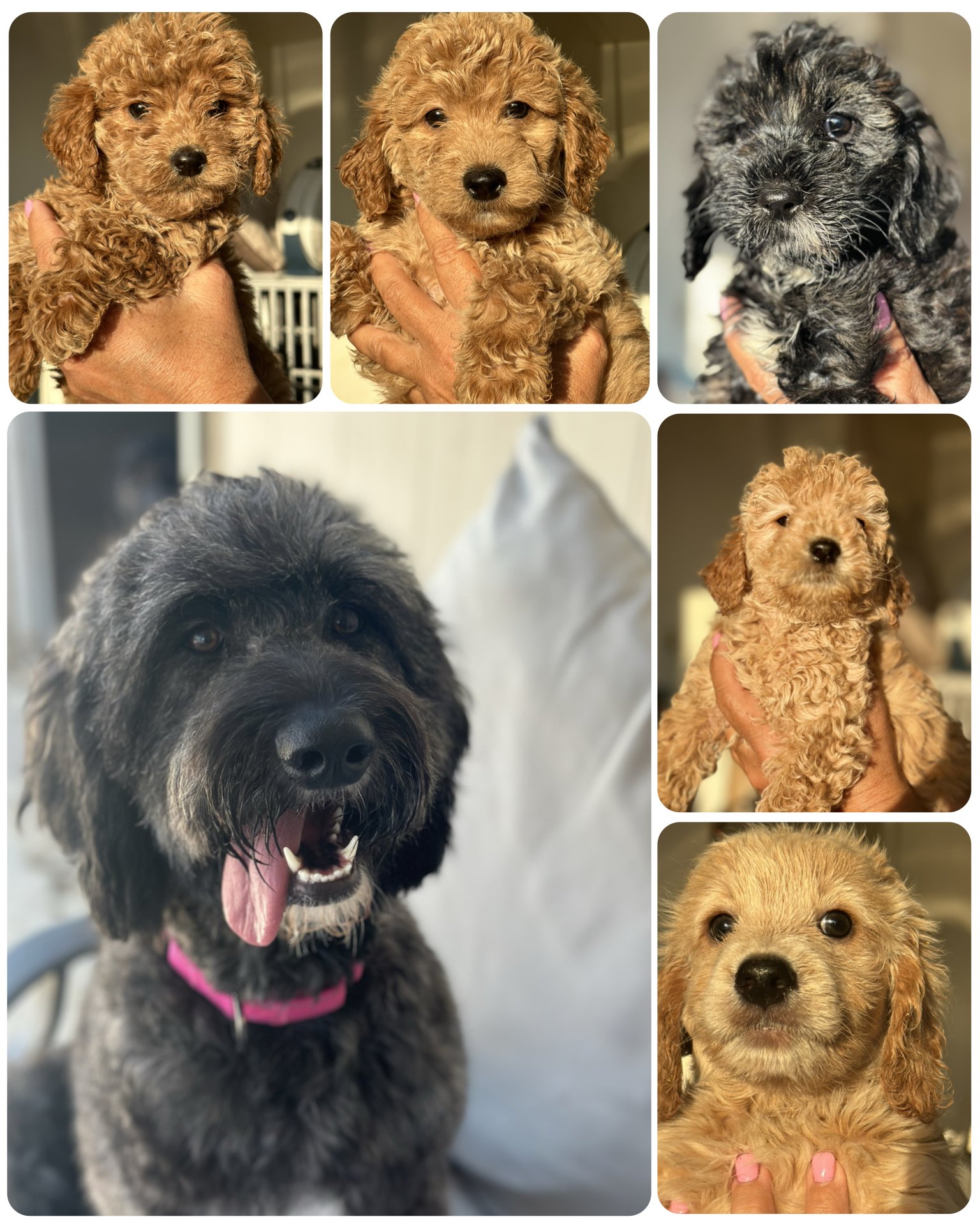 Collage of four puppies and one adult dog. The puppies are small with curly and wavy fur, in shades of brown, gray, and black. One larger black dog has a pink collar and appears to be an adult.