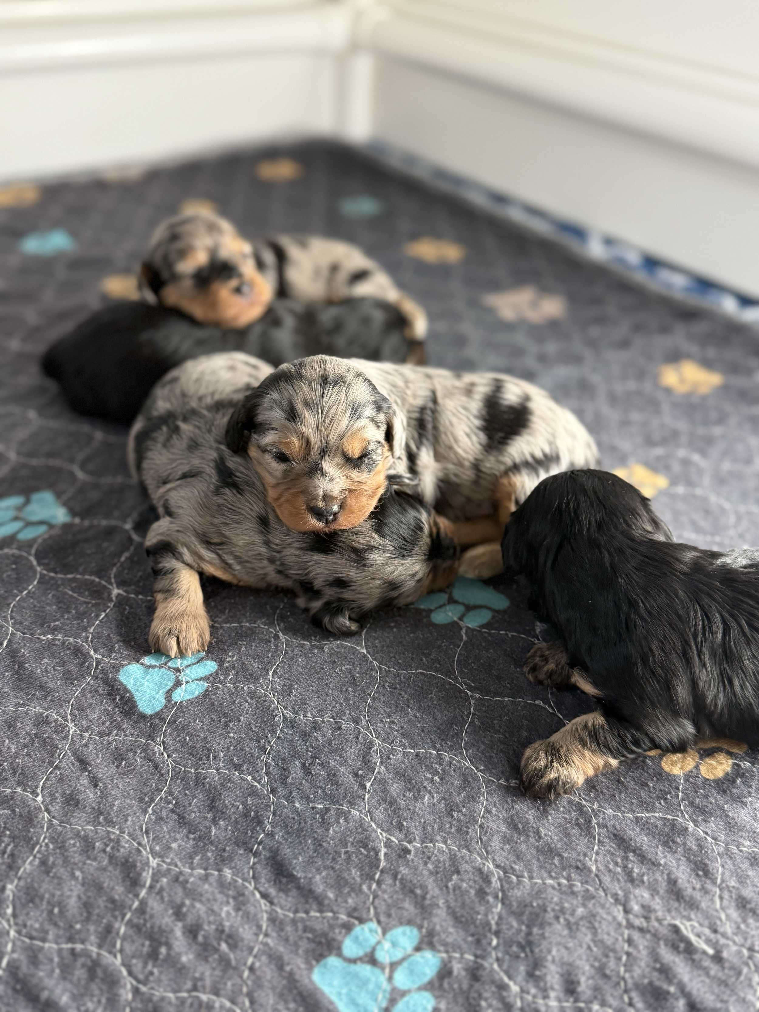 Five adorable puppies resting on a dark quilt with colorful paw prints, inside a cozy room with white walls.