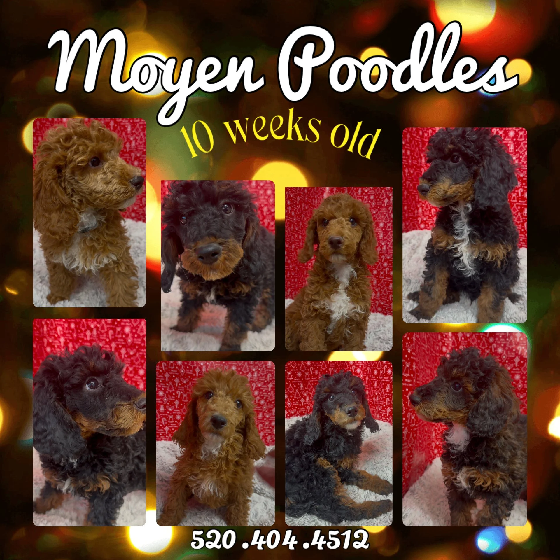 Collage of eight photos of adorable fuzzy puppies with curly and wavy fur, set against a red background with holiday lights and snowflake patterns, promoting Moyen Poodles' 10-week-old puppies, with contact number 520-404-4512.