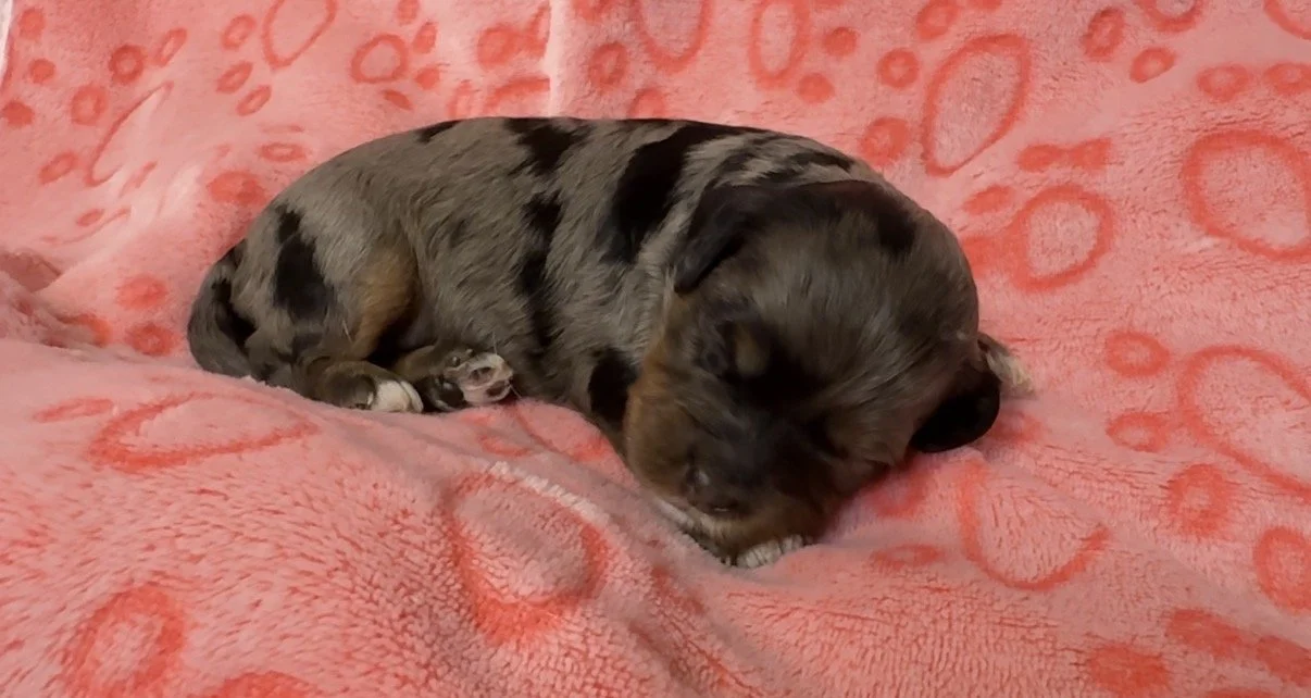 Female - two weeks old
