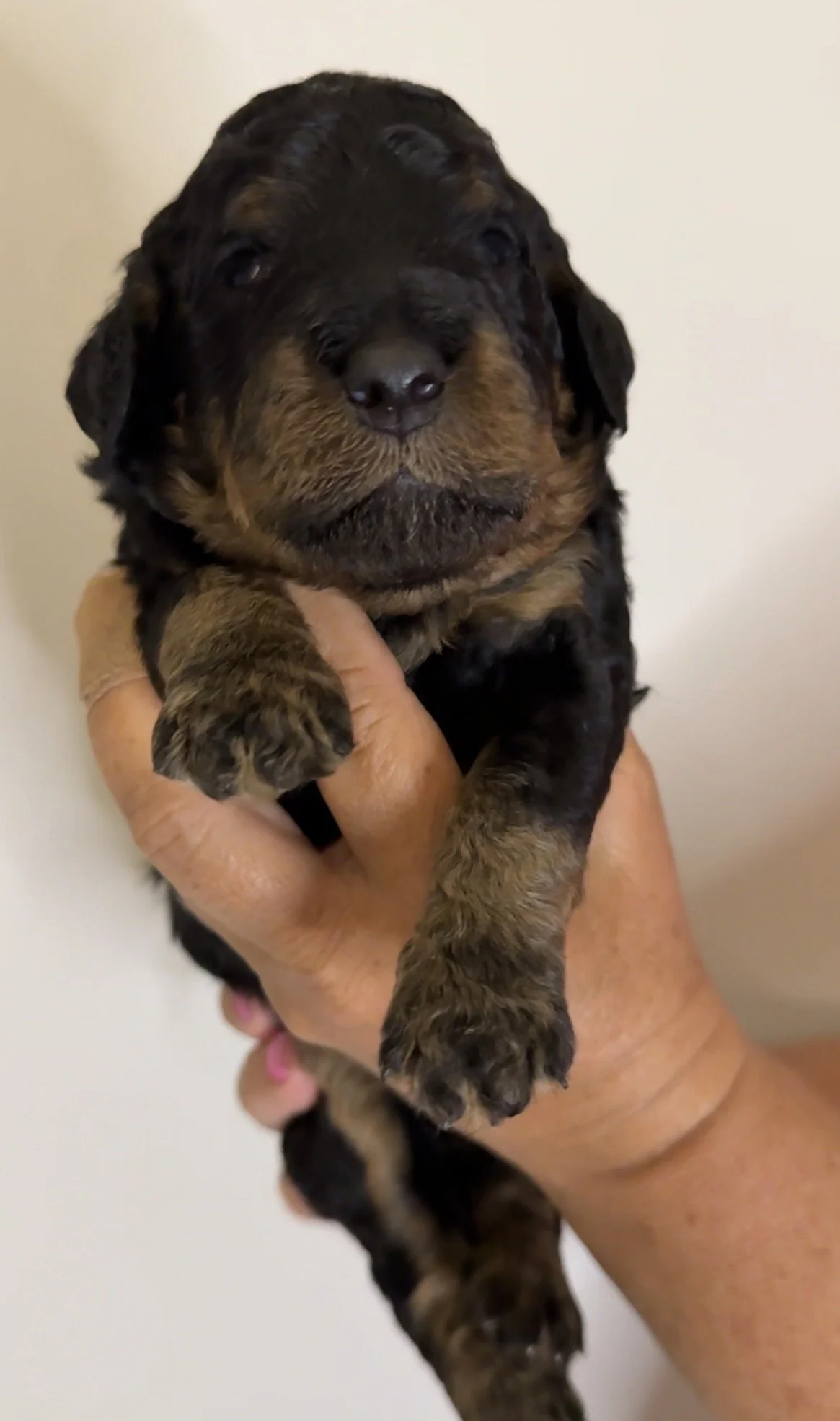 FEMALE - Two weeks old