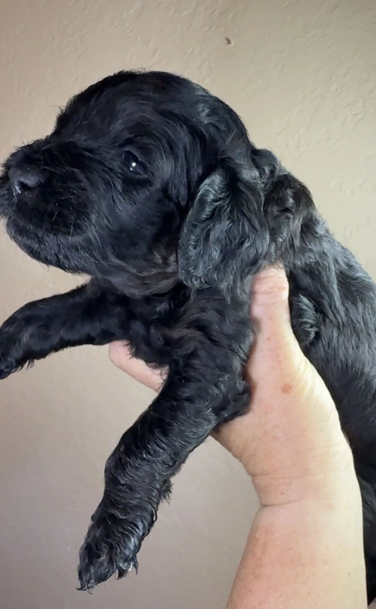 Male - 4 week olds - Black, Dark Phantom