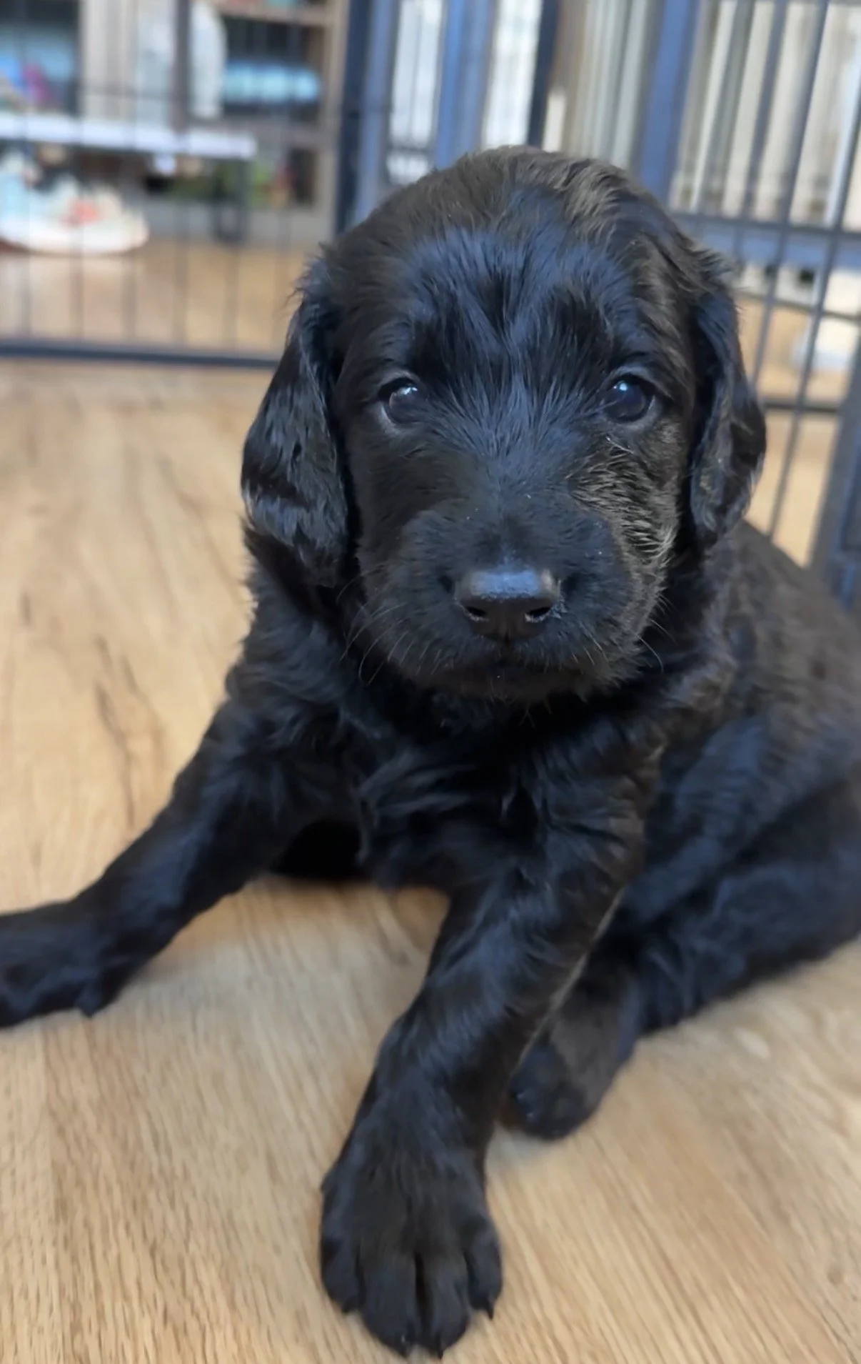 Female - Solid Black - 4 Weeks Old