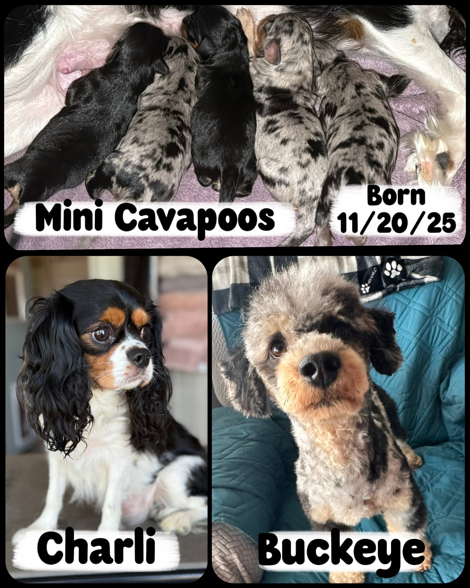 Collage of three photos featuring adorable puppies and a dog. Top photo shows seven newborn Mini Cavapoo puppies sleeping on a pink blanket, with text indicating they are Mini Cavapoos born on November 20 or 25. Bottom left photo features a close-up 