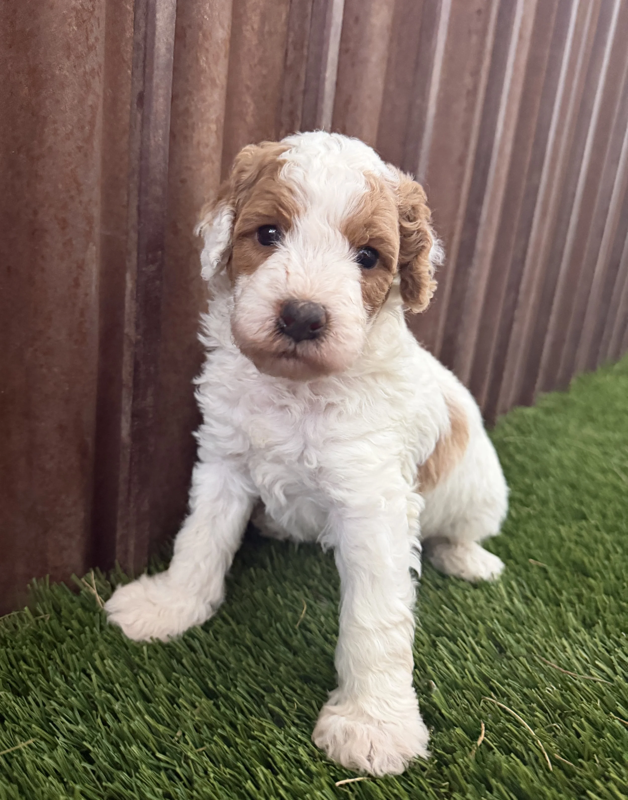 Male - 4 weeks old