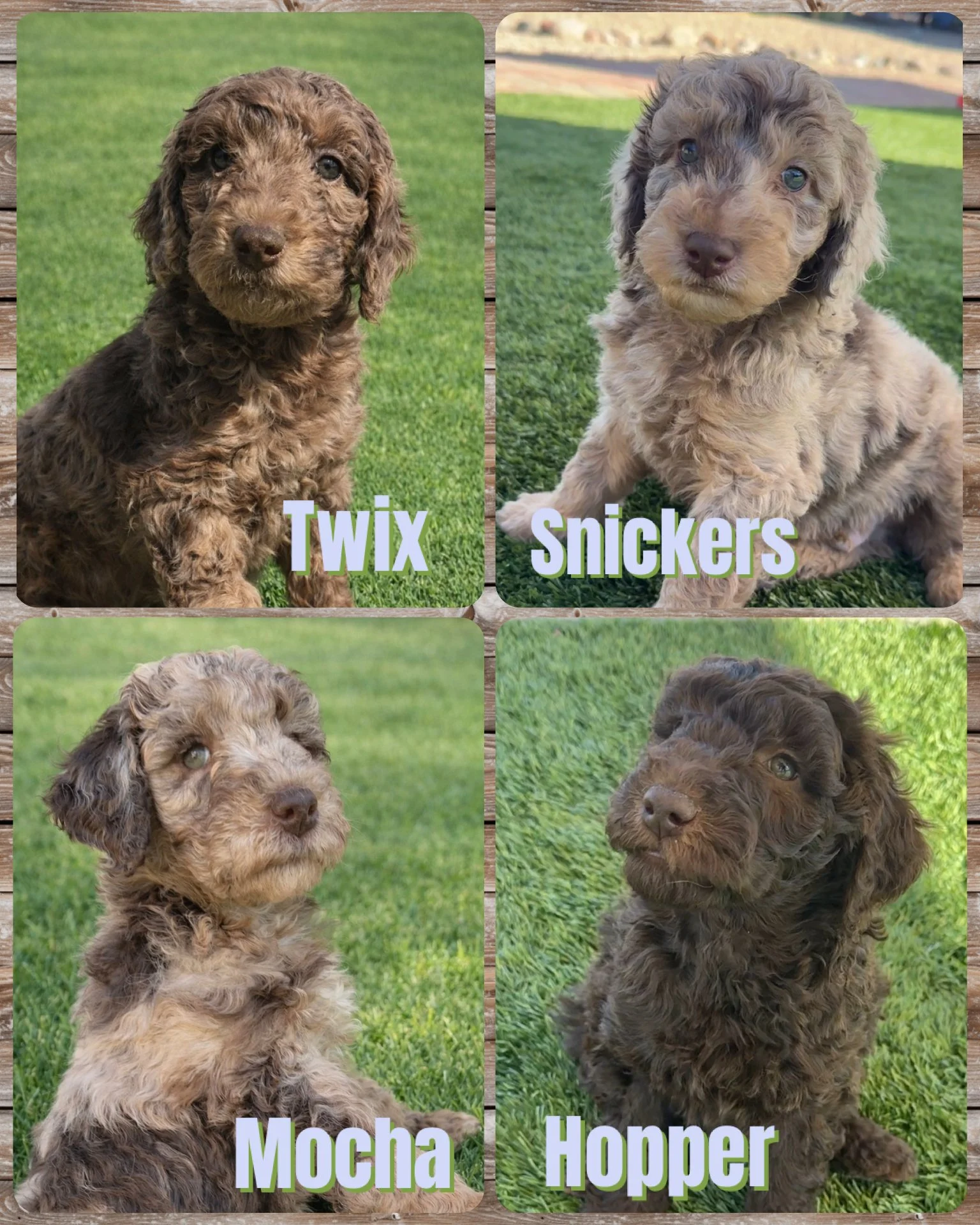 Four adorable curly-haired puppies sitting on grass, each labeled with a different name: Twix, Snickers, Mocha, and Hopper, with a wooden background.