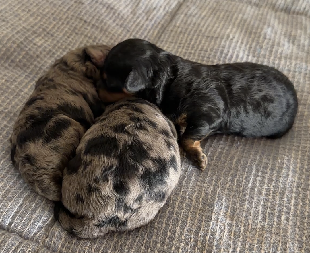 Screenshot 2026-04-16 at 11.46.44 AM.png