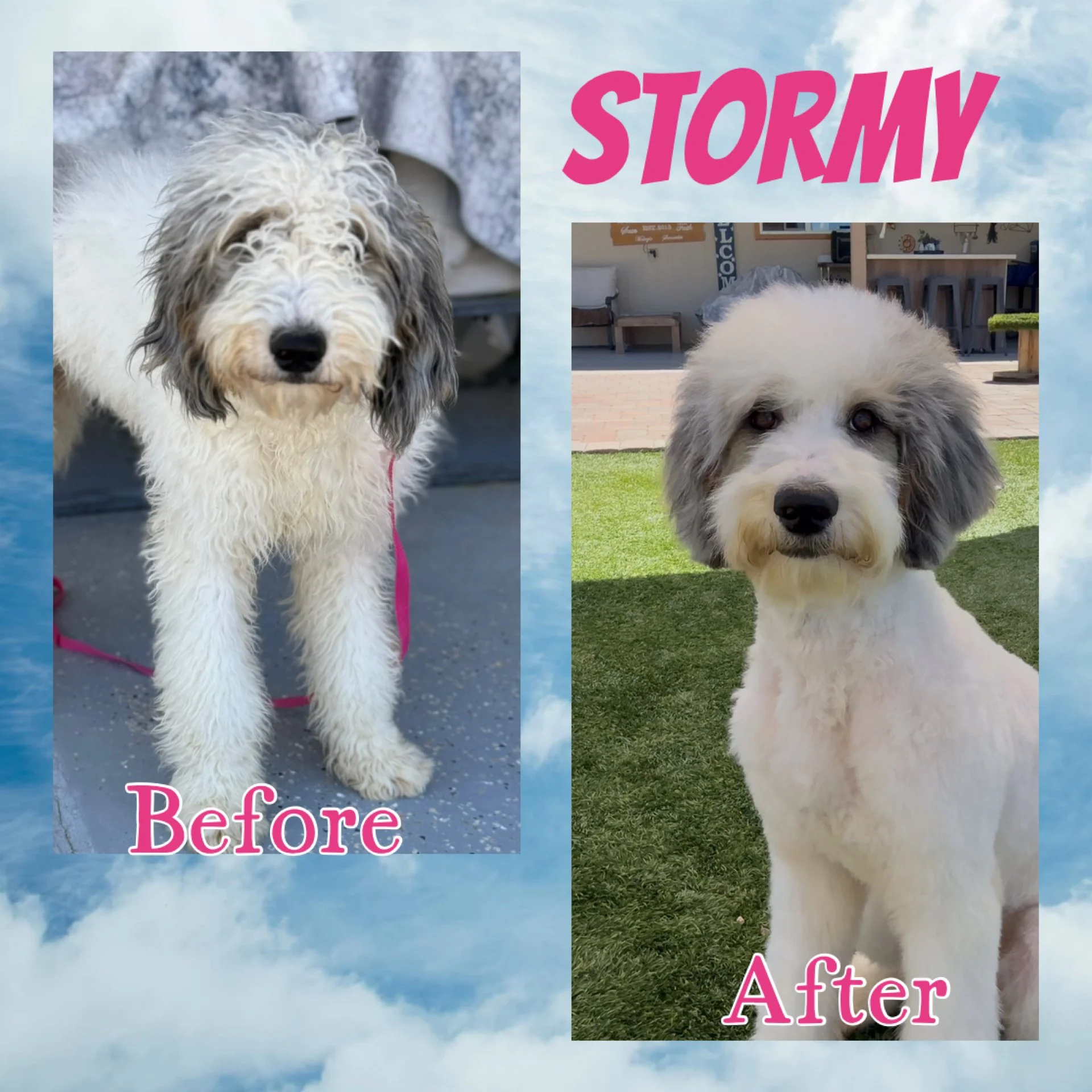 Side-by-side photos of a dog before and after grooming. The 'before' image shows a fluffy, curly-haired dog with a wet or damp coat, standing on a gray surface with a pink leash. The 'after' image shows the same dog with a neatly trimmed coat, sittin