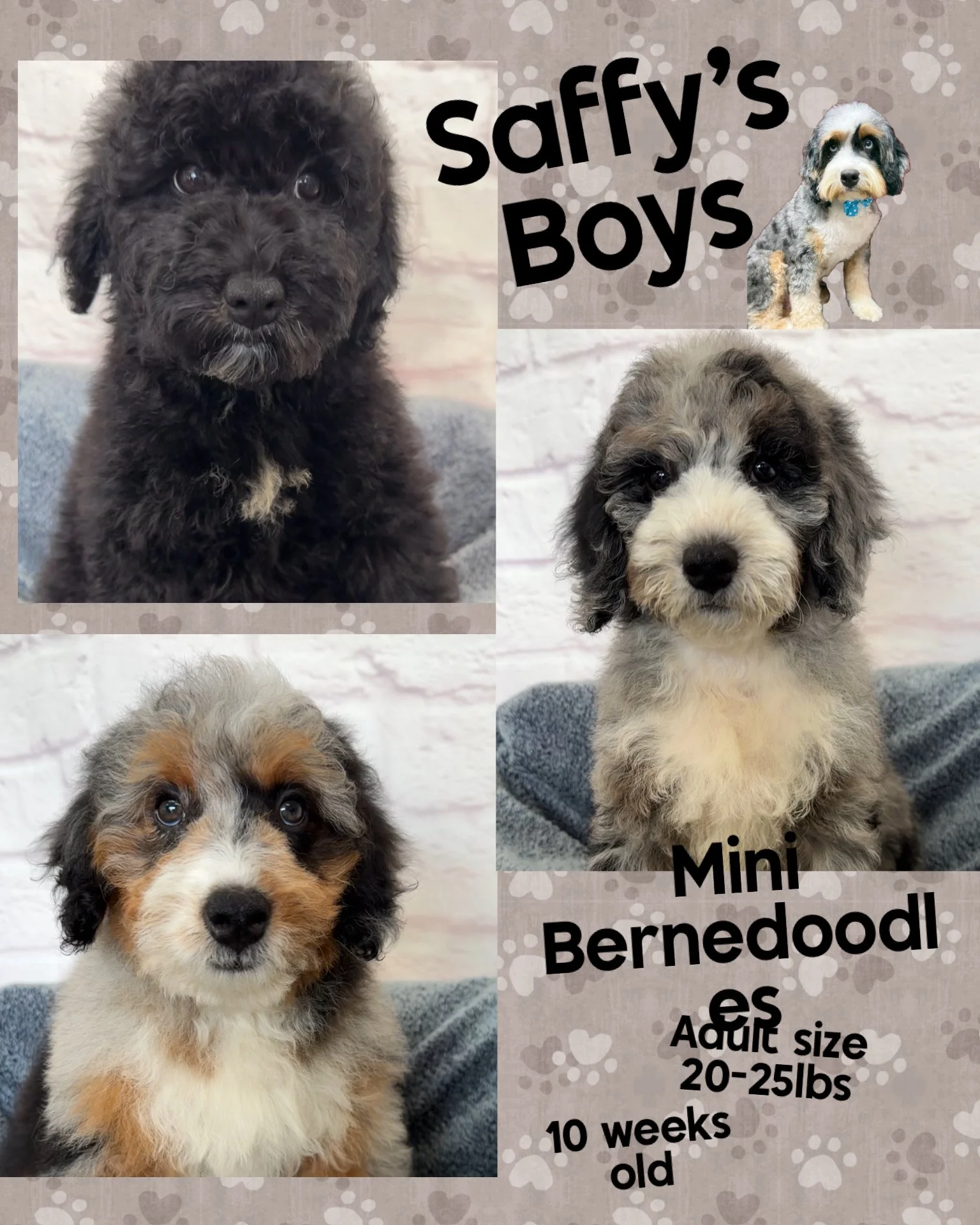 Collage of four puppies from Saffy's Boys, including a black puppy, a tri-color puppy, a merle puppy, and a black and white puppy. Text indicates they are Mini Bernedoodles, adult size 20-25 lbs, 10 weeks old.