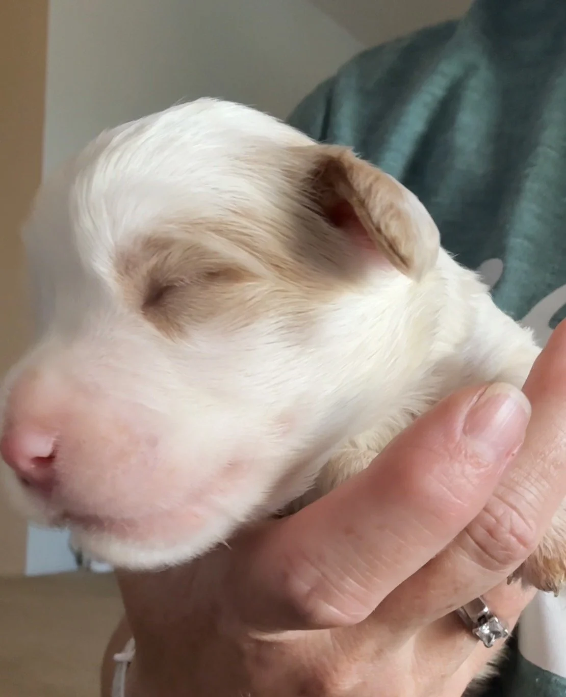 Male - 1 week old