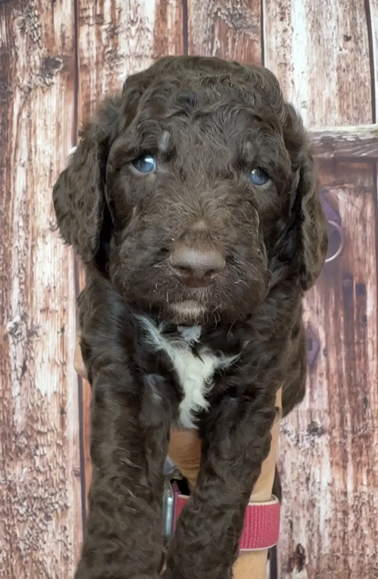 Male - 4 weeks old - Brown with white chest