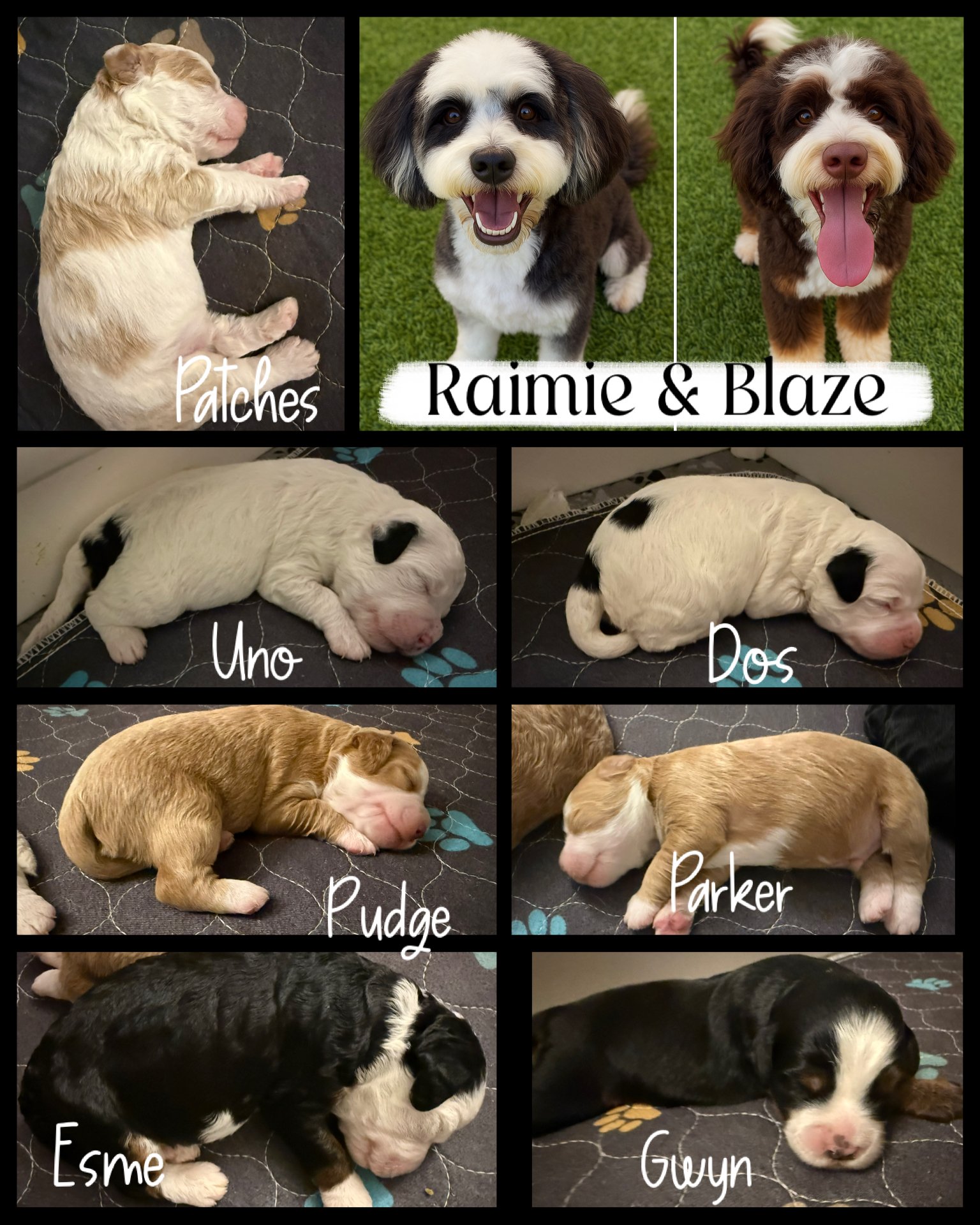 Collage of adorable puppies and two adult dogs, Raimie and Blaze. Top left shows a sleeping light-colored puppy named Patches. Top right features two adult dogs, Raimie (black and white) and Blaze (brown and white). Middle row left and right show two
