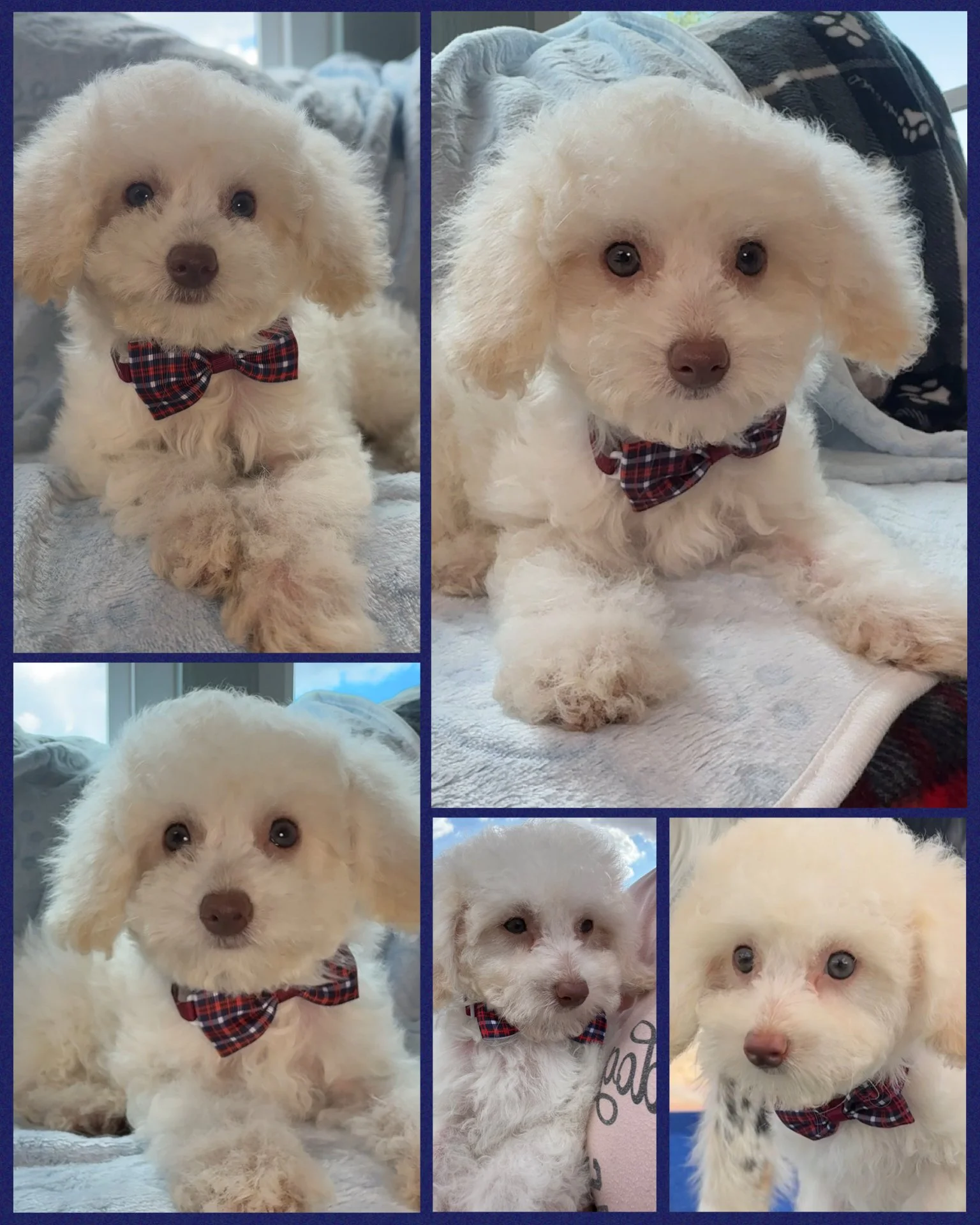 Collage of five photos of a small white puppy with curly fur, wearing a red plaid bow tie. The puppy is lying on a blanket or bed with a background of windows and indoor furnishings, with some photos showing the puppy looking directly at the camera a