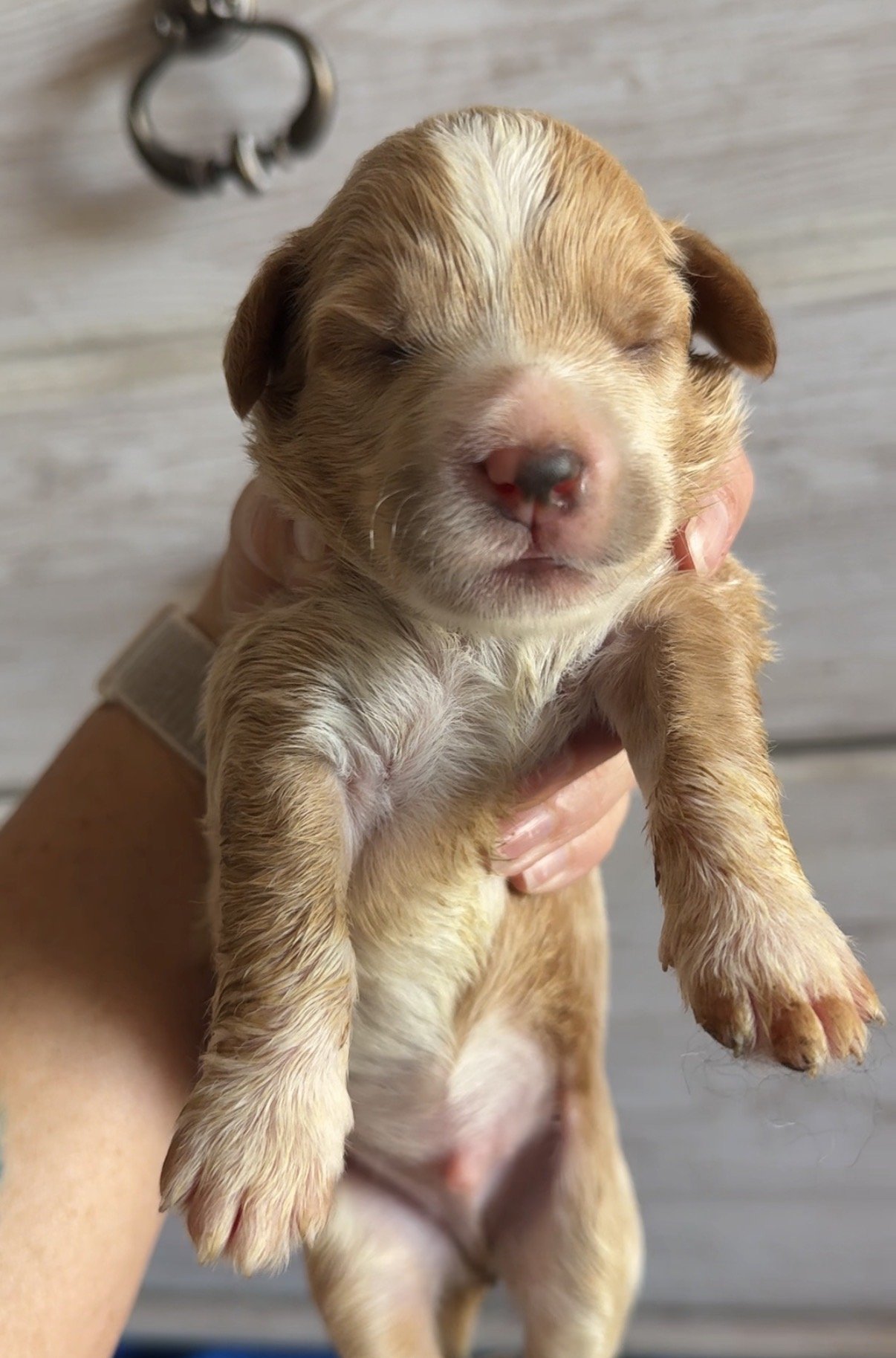Male - 1 week old