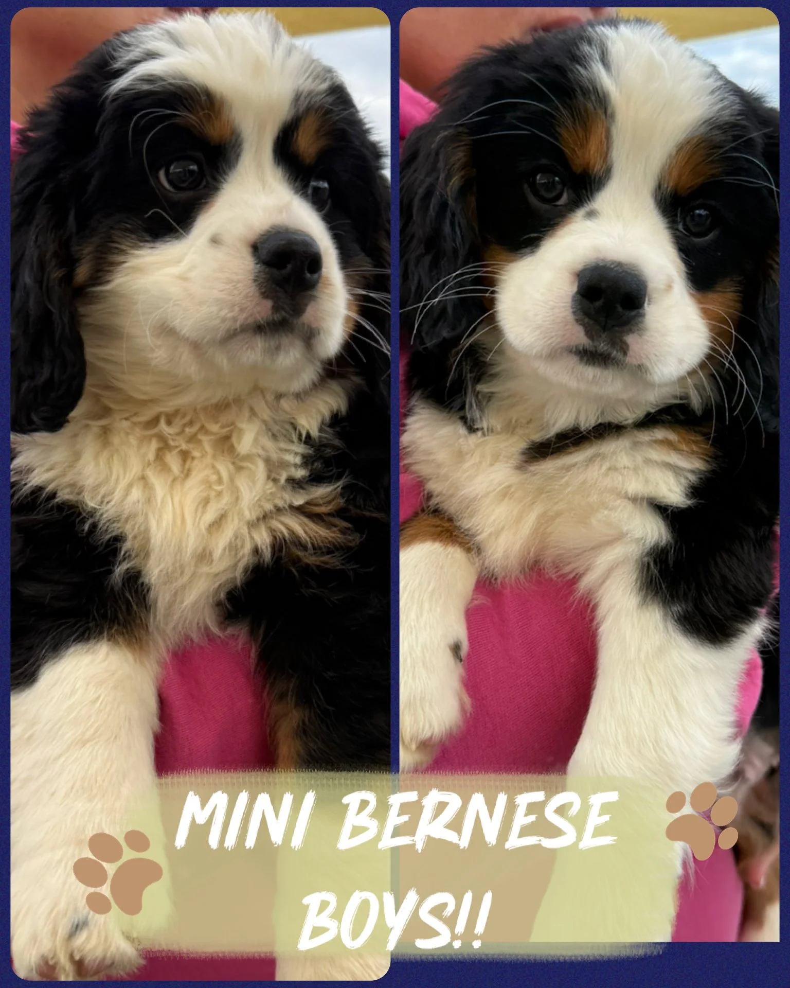 Two adorable mini Bernese mountain dog puppies, one on each side, held by a person wearing a pink shirt. The puppies have black, white, and tan coloration, with floppy ears and expressive eyes. The photo has a caption that says, "Mini Bernese Boys!!"