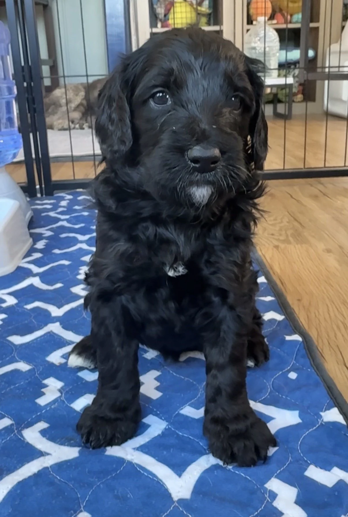 Female - Black with White Toes, Sable Legs - 4 Weeks Old