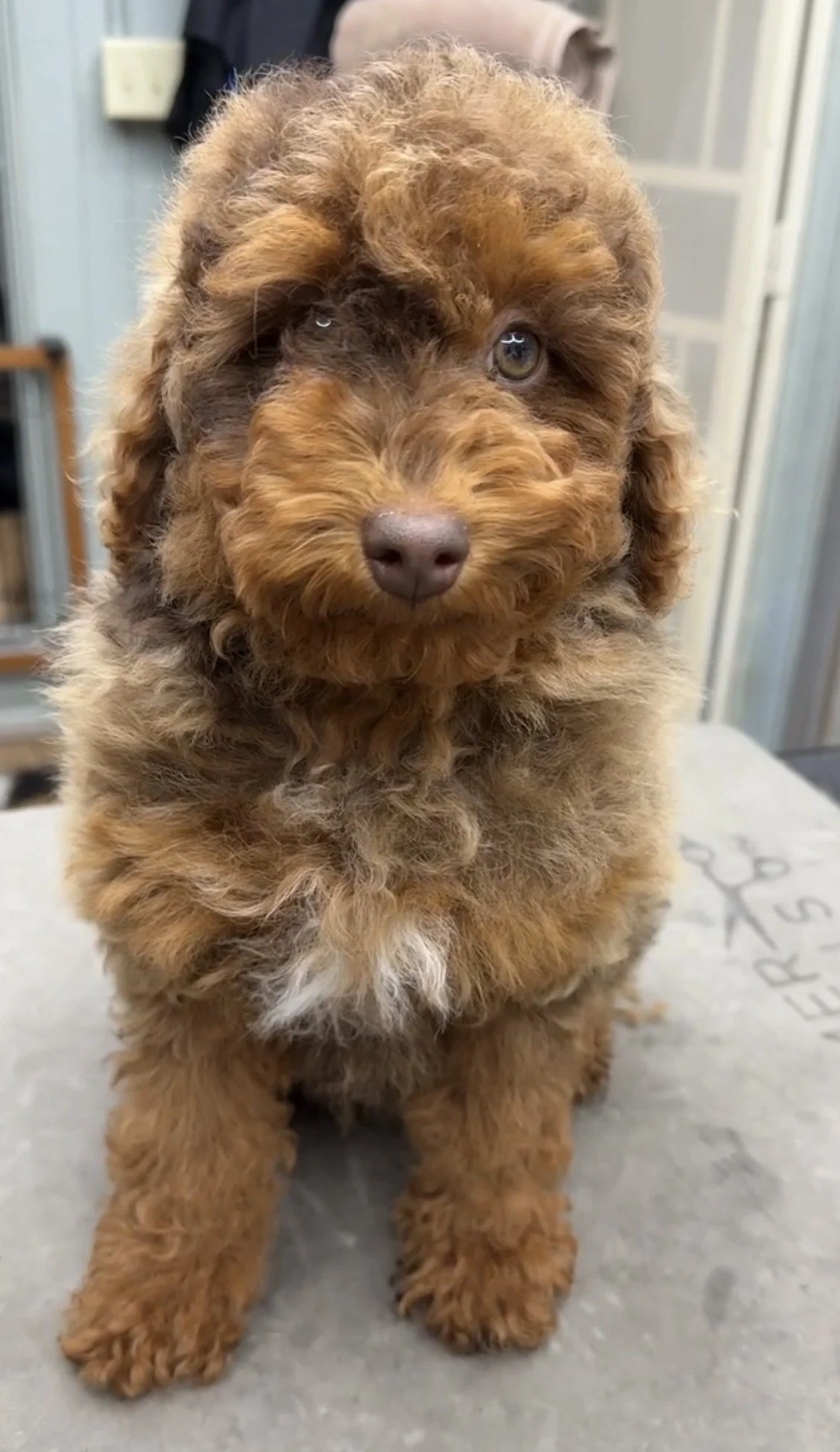 Chip - 12 weeks old