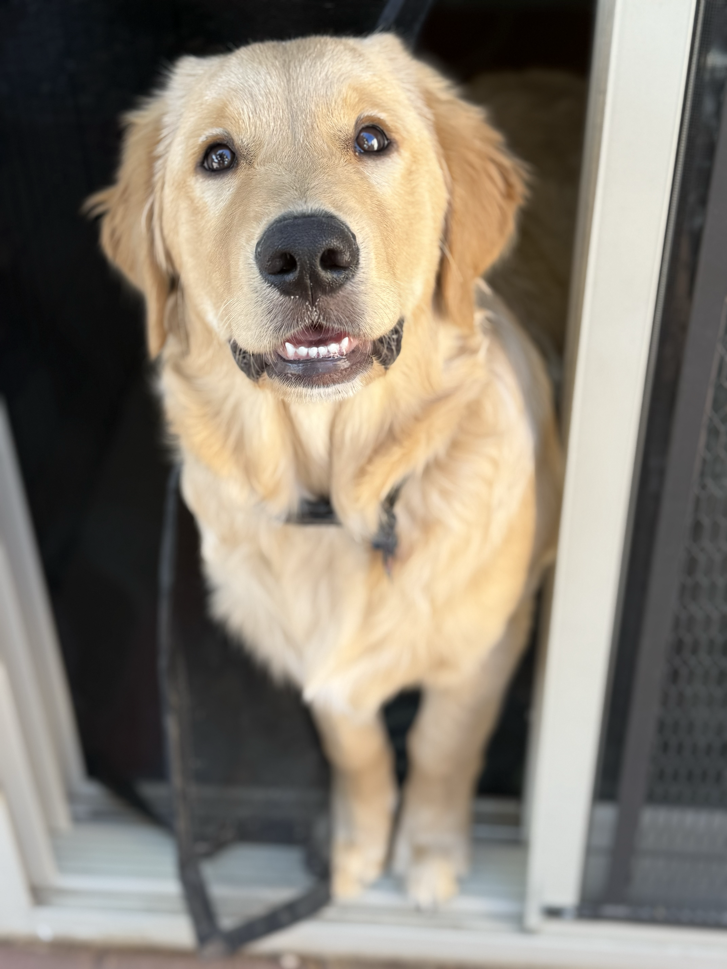 Golden retriever dog sitting at a door, looking up with a happy expression.