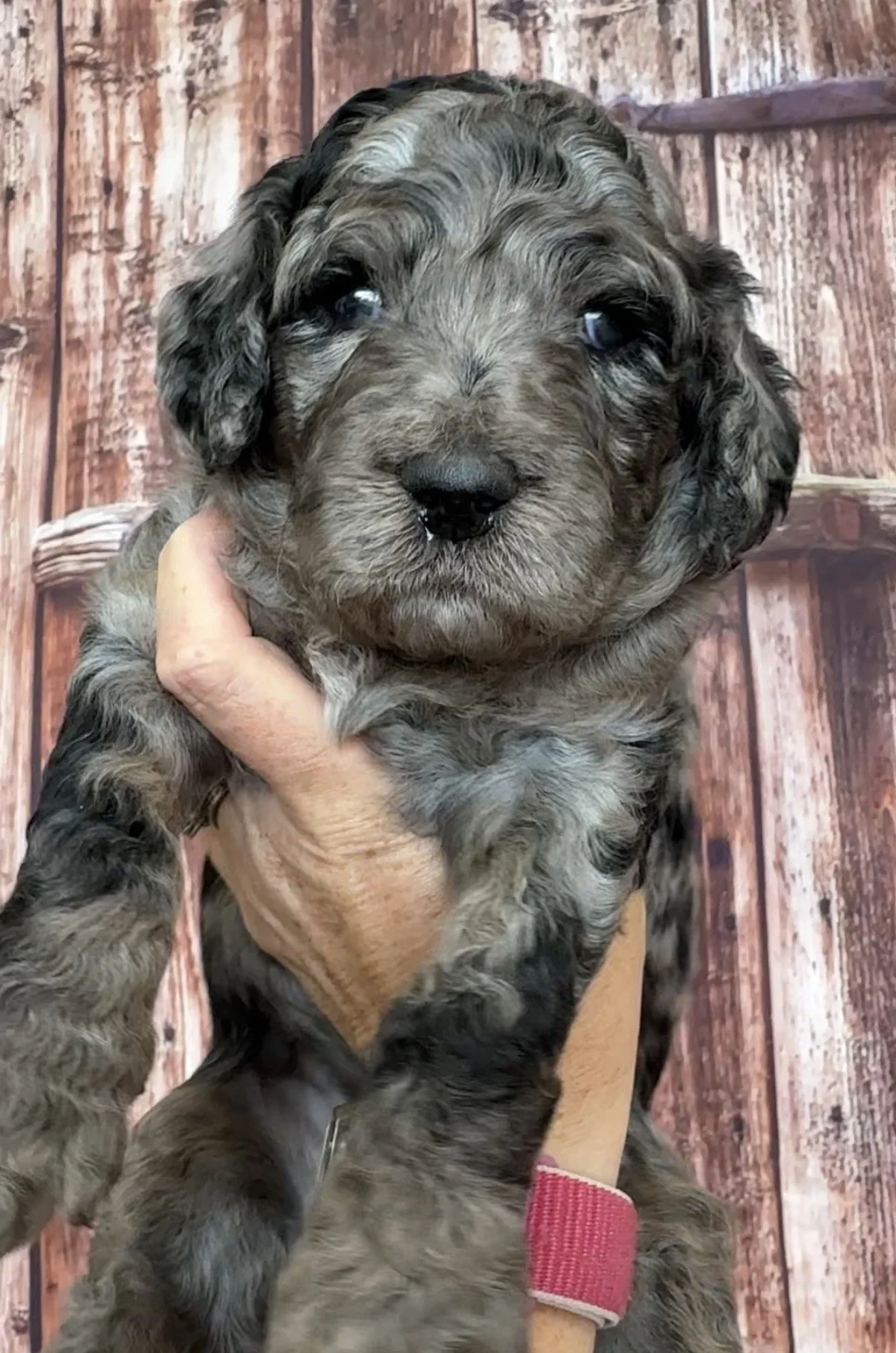 Male - 4 weeks old - Merle