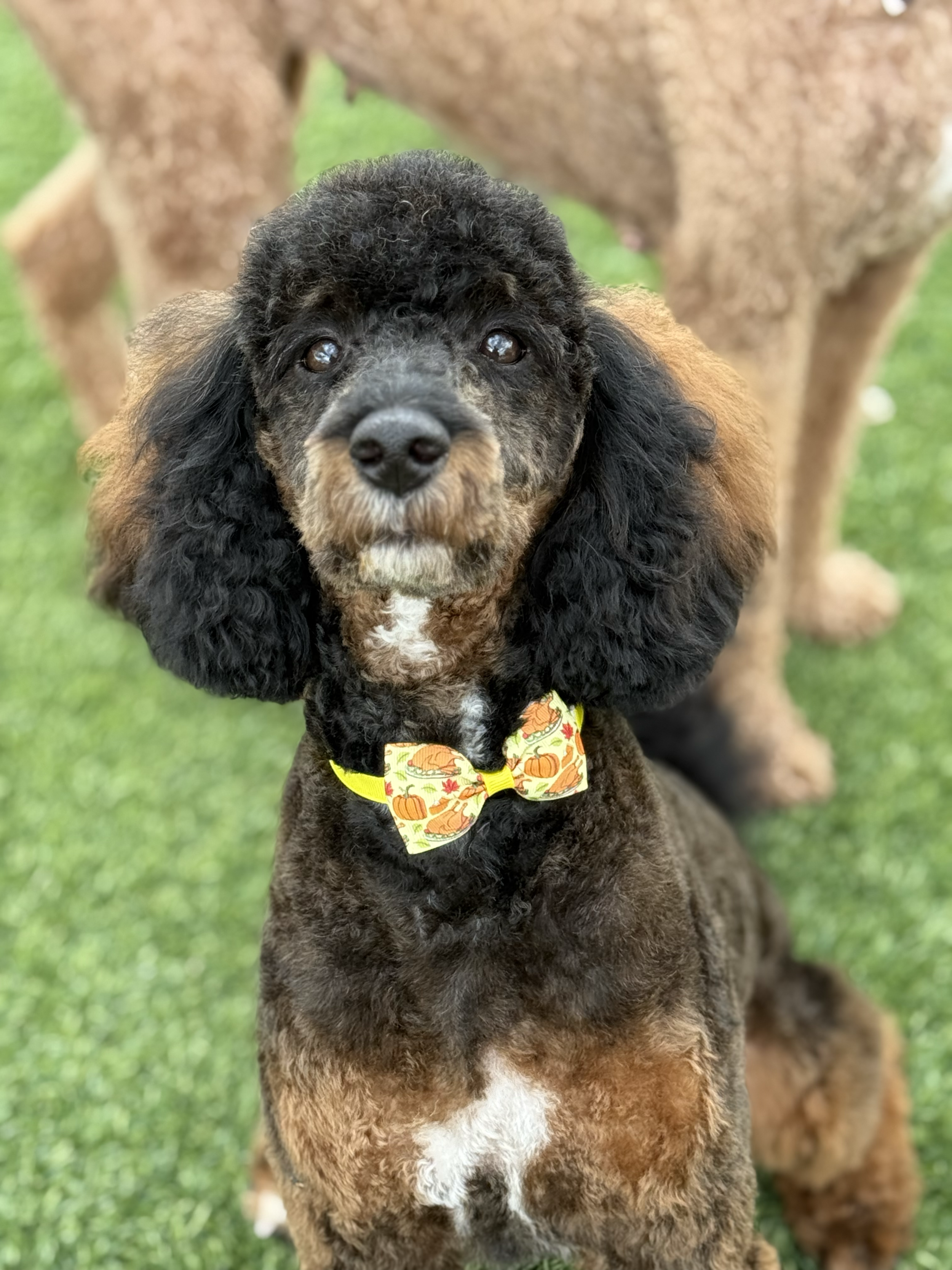 A close-up of a small, curly-haired dog with black and brown fur, wearing a Halloween-themed bow tie, sitting on a green grass lawn. Another dog is partially visible in the background.