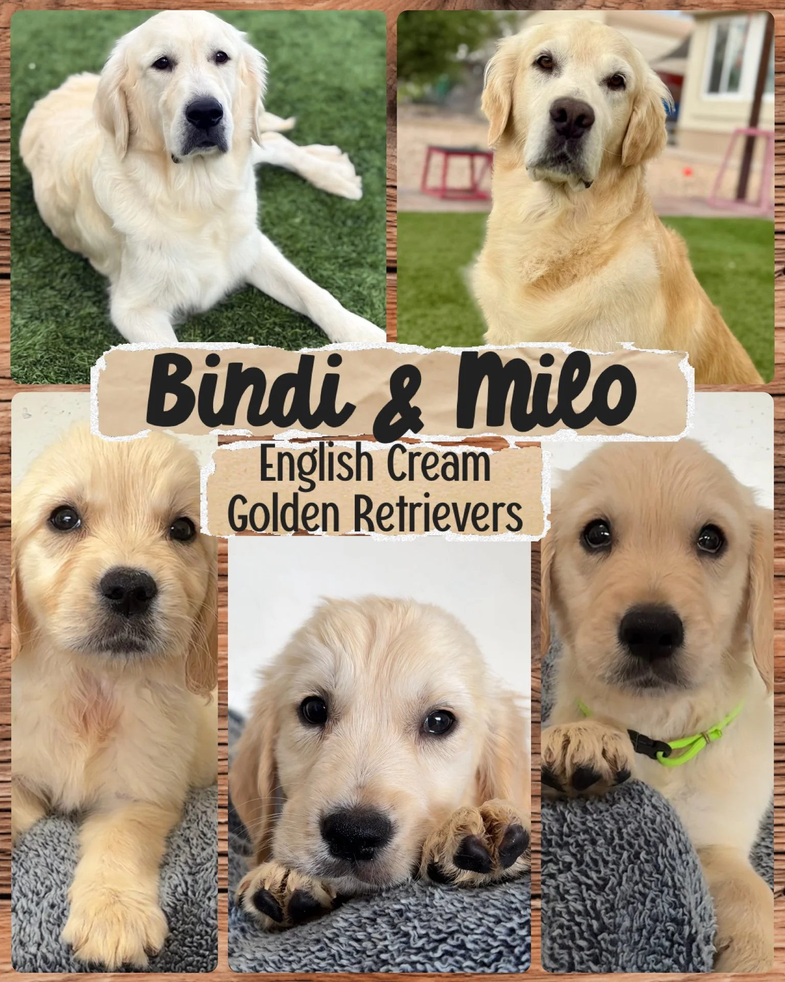 Collage of five images of Golden Retrievers with a wooden background. Text overlay reading 'Bindi & Milo' and 'English Cream Golden Retrievers'.