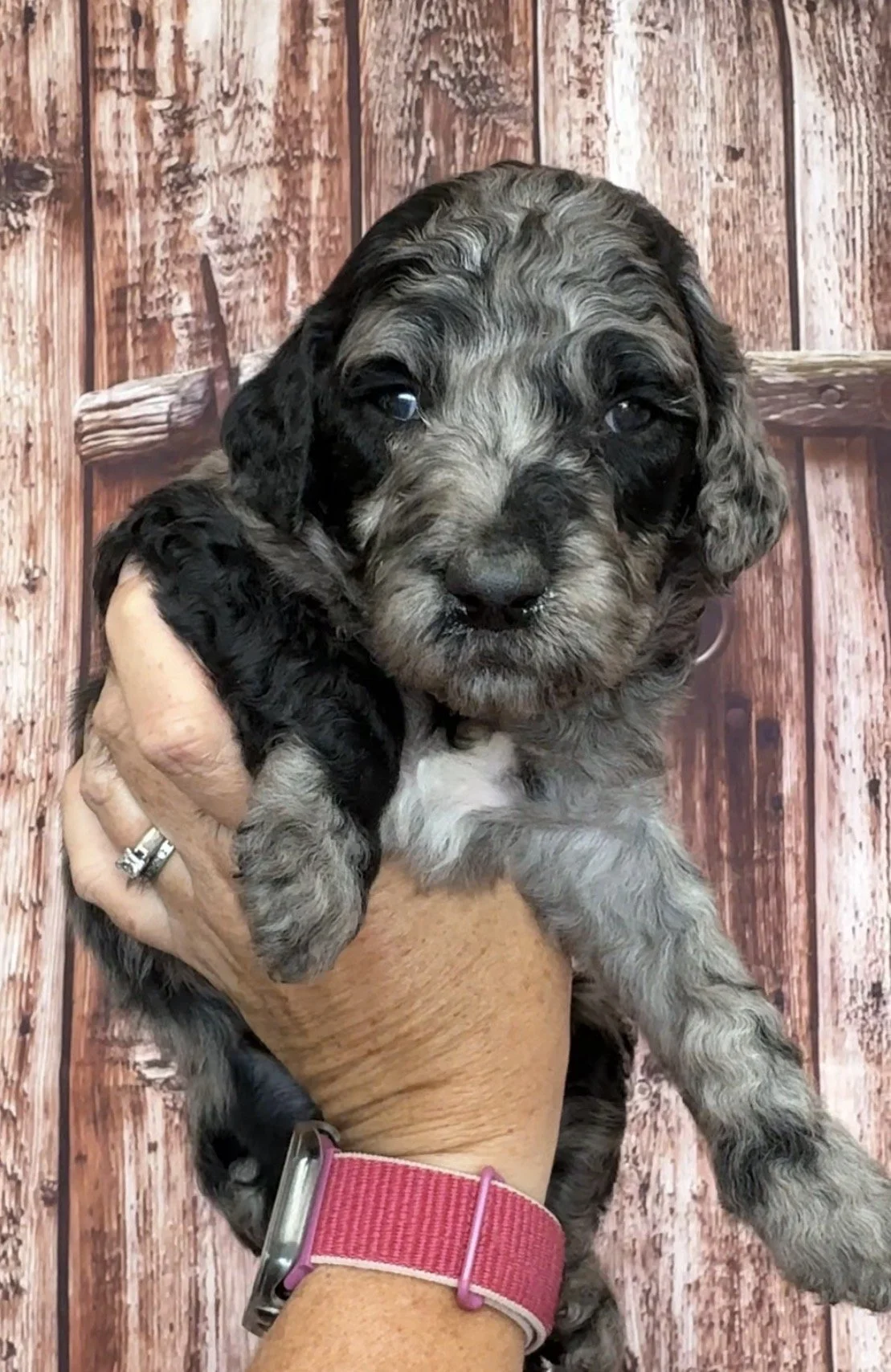Female - 4 weeks old - Merle