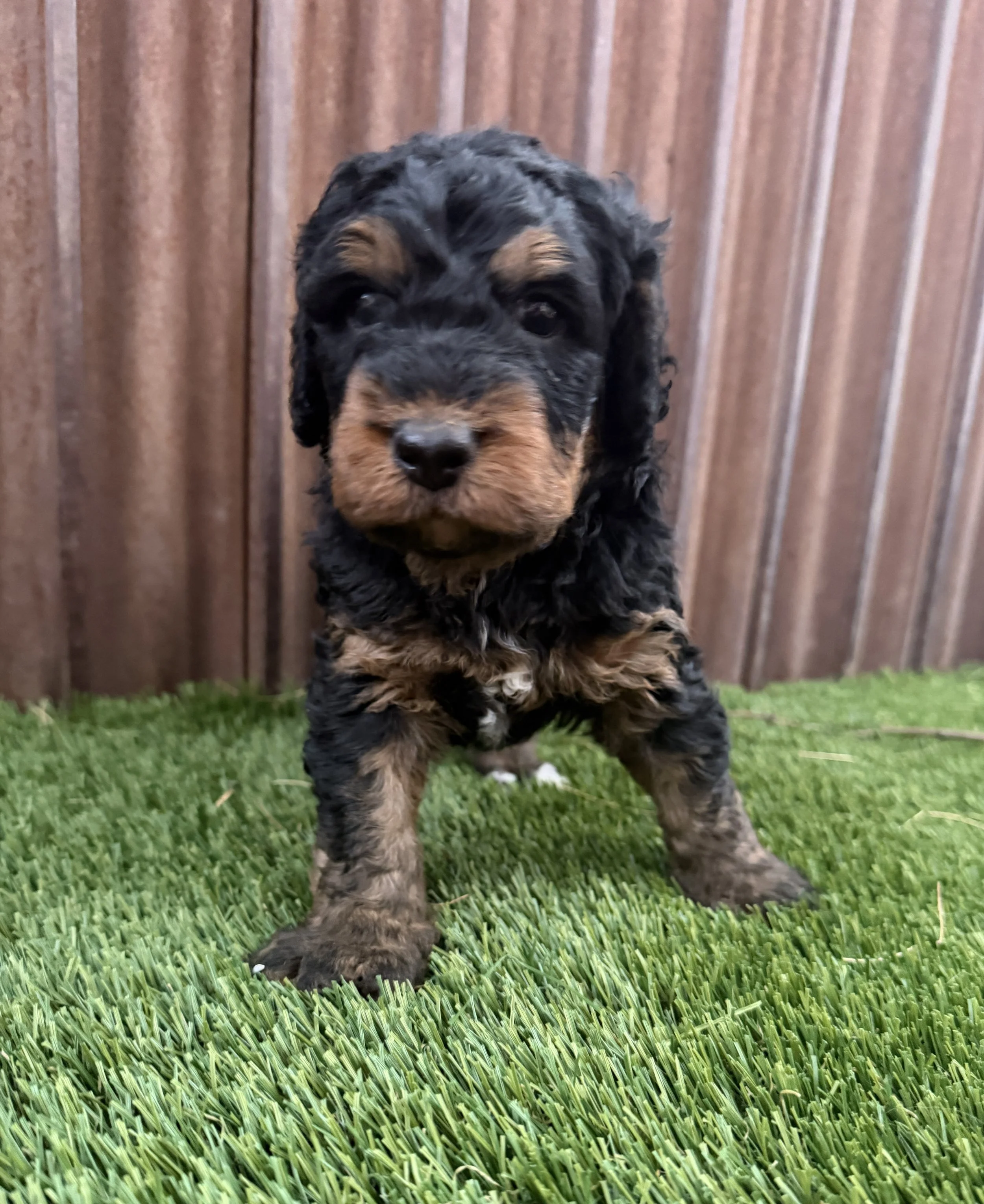 Curly Male - 4 weeks old