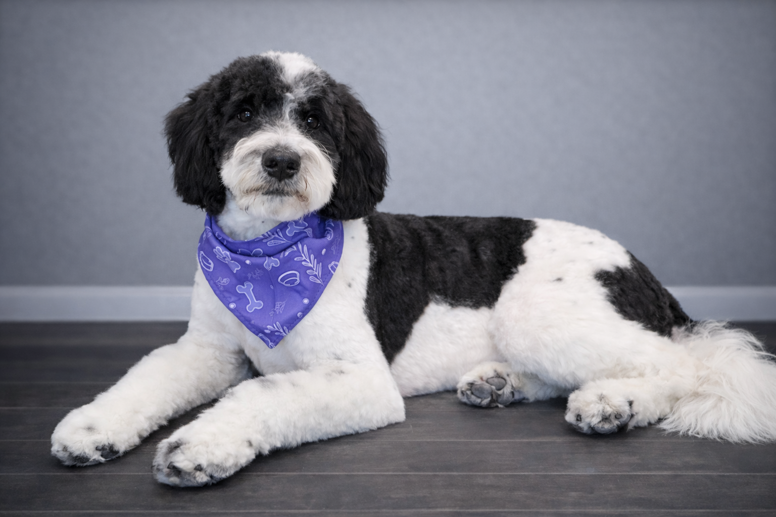 A black and white dog with floppy ears, wearing a purple bandana, lying on a dark wooden floor against a gray wall.