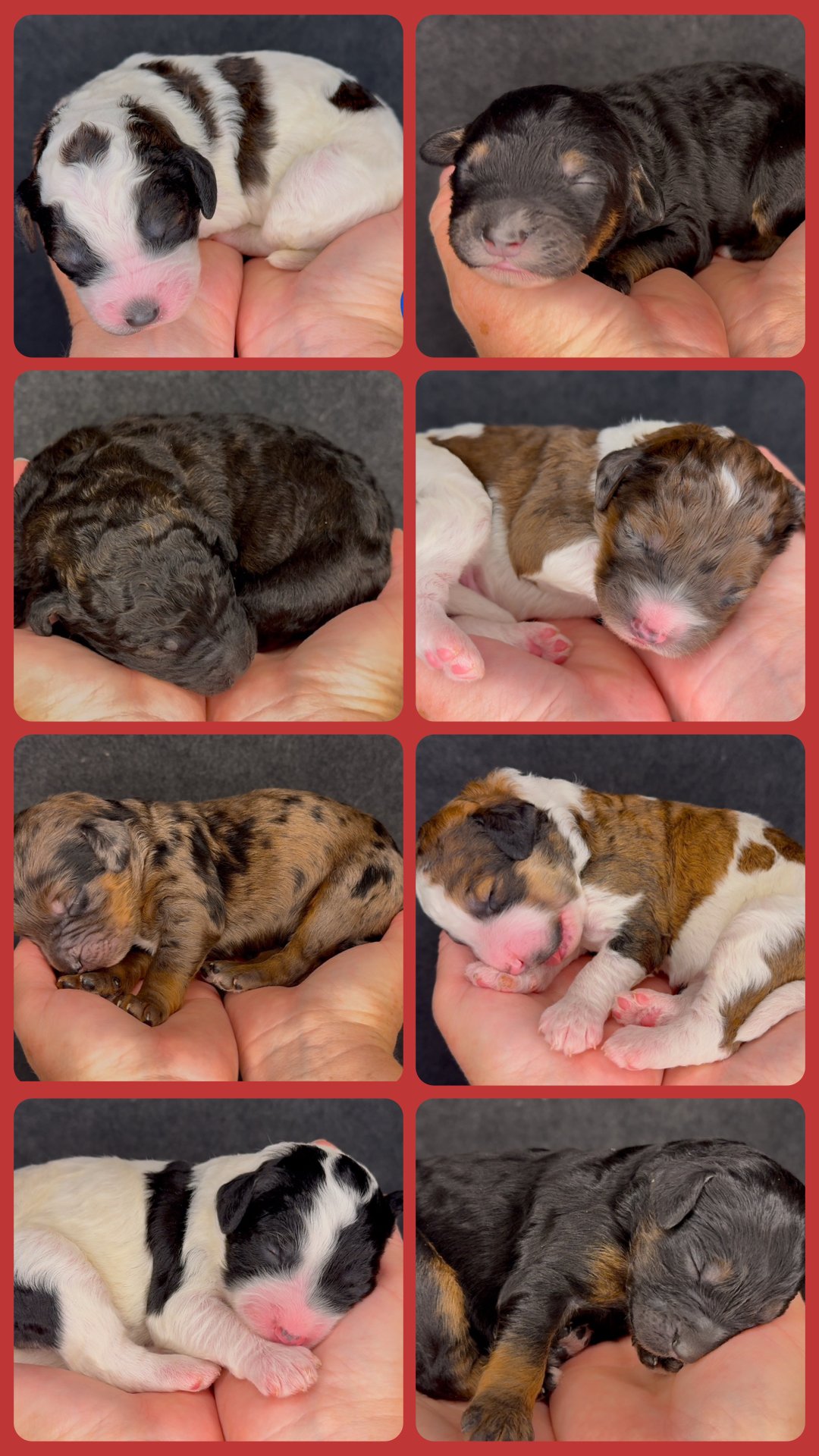 Eight adorable sleeping puppies being gently cradled in human hands, each with unique fur patterns and colors.