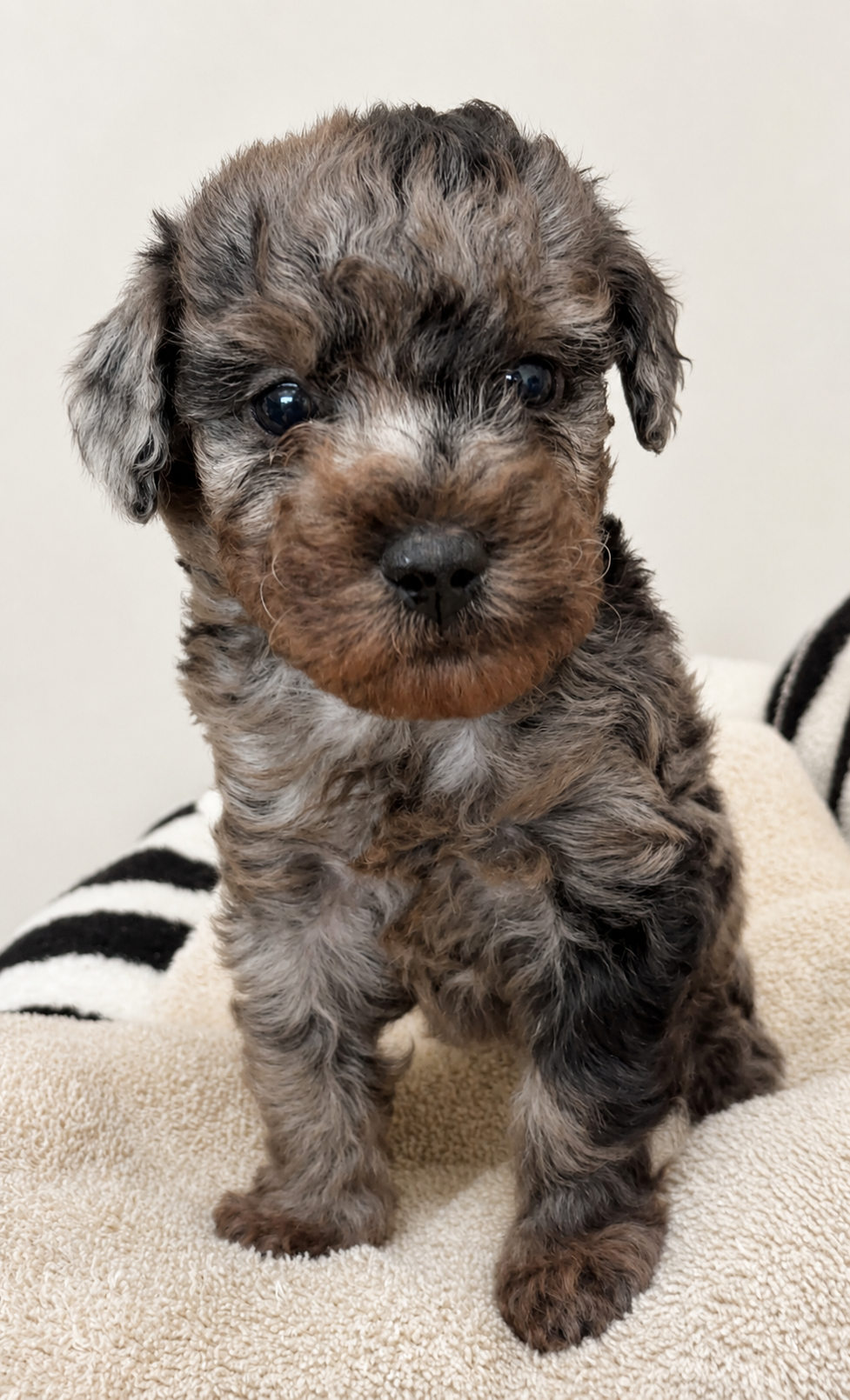 Male - 6 weeks old