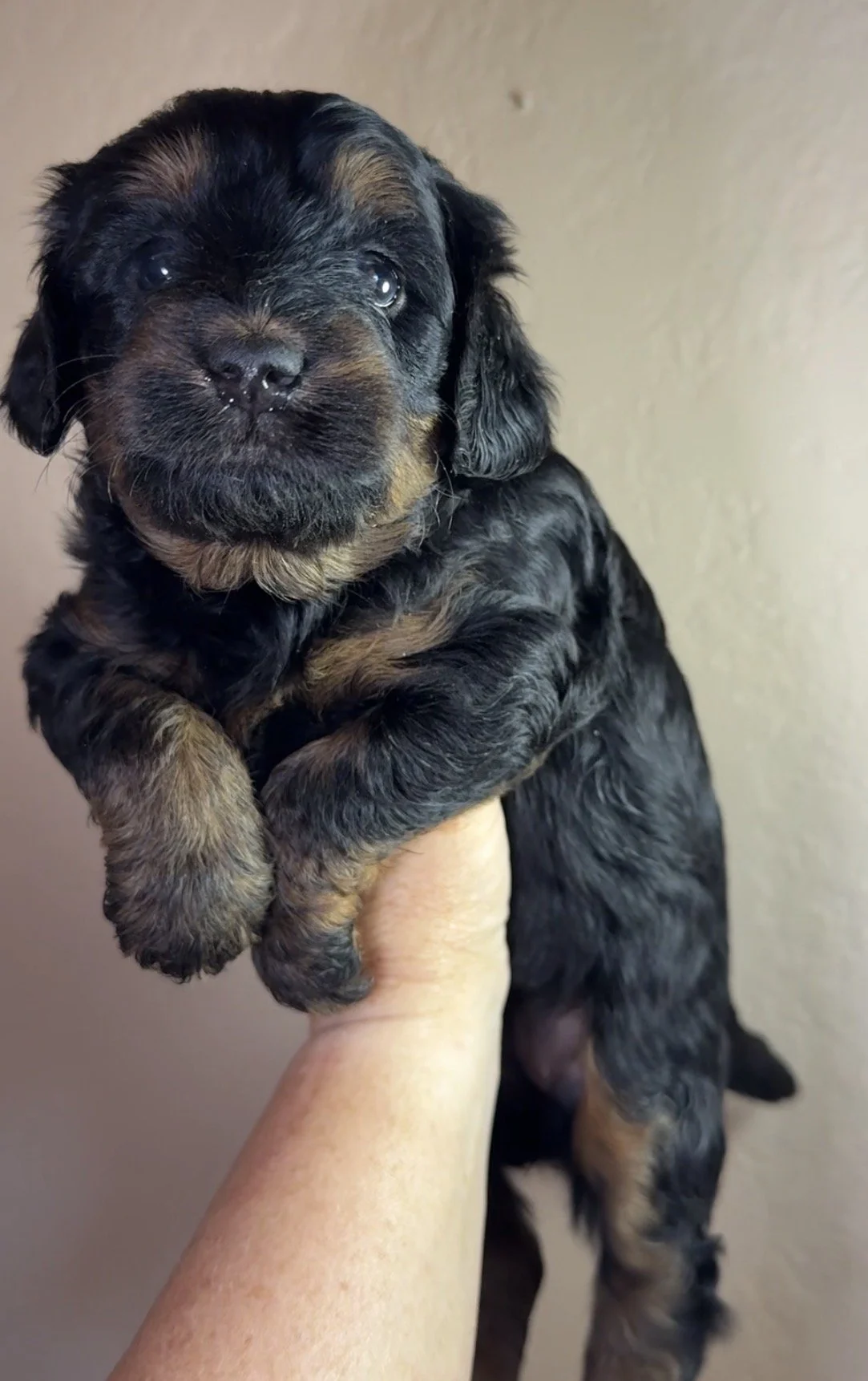 Female - 4 weeks old - Phantom Color