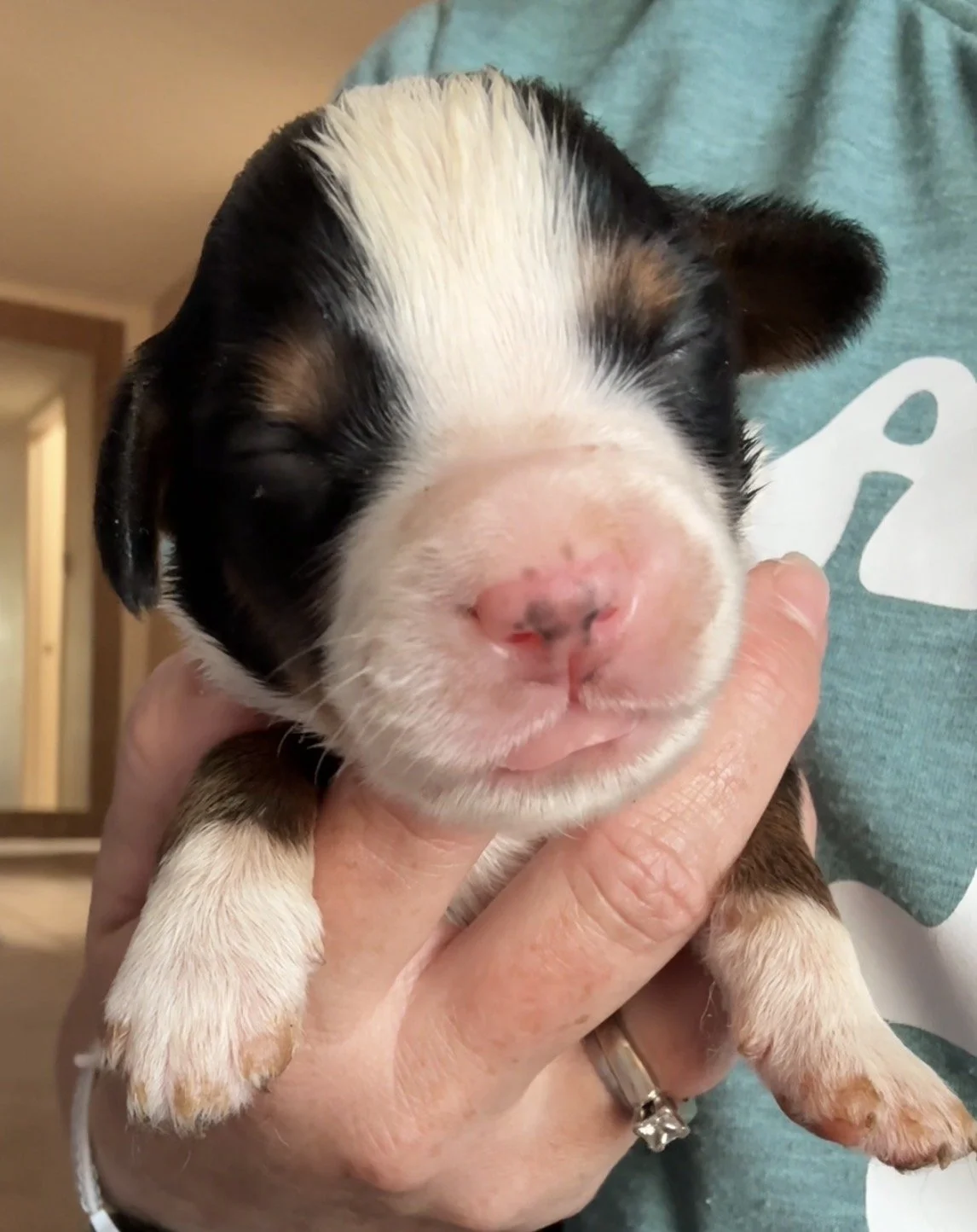 Male - 1 week old