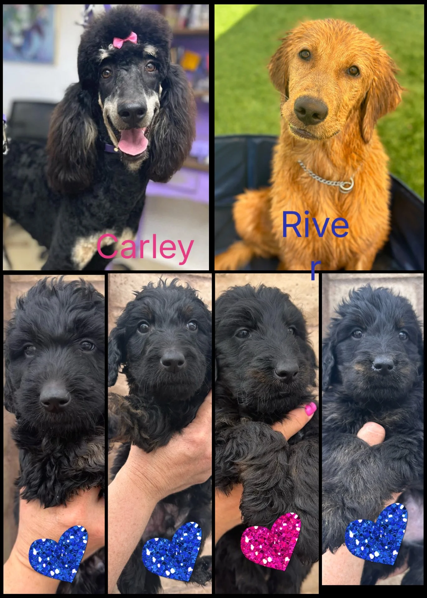A collage of five pictures of black puppies with curly fur; four puppies are being held by a person. At the top left, there is a photo of a black poodle with a pink bow on its head, labeled "Carley" in pink text. The top right features a yellow puppy