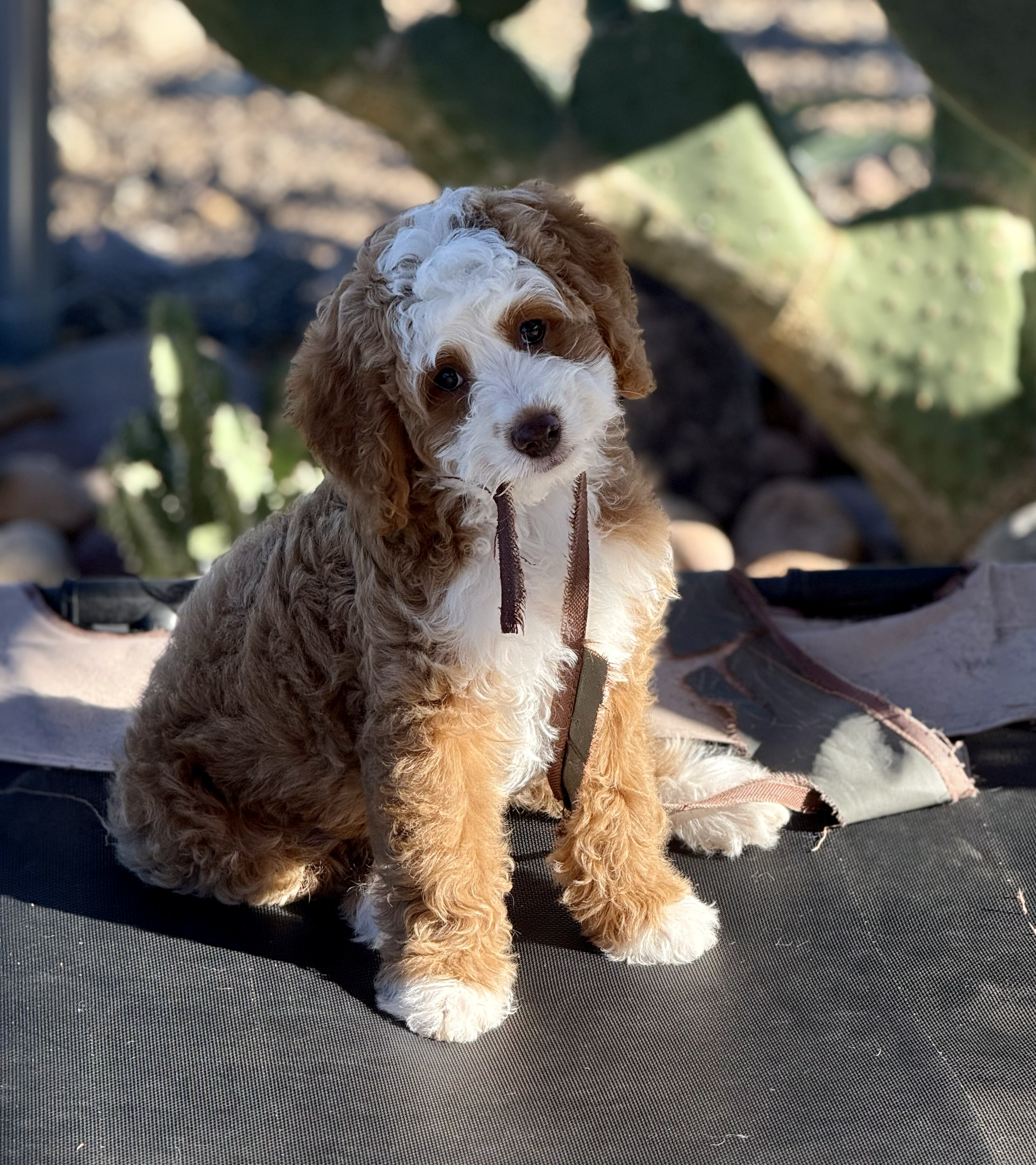 Cute brown and white puppy with curly fur sitting on a black surface in front of a cactus plant.