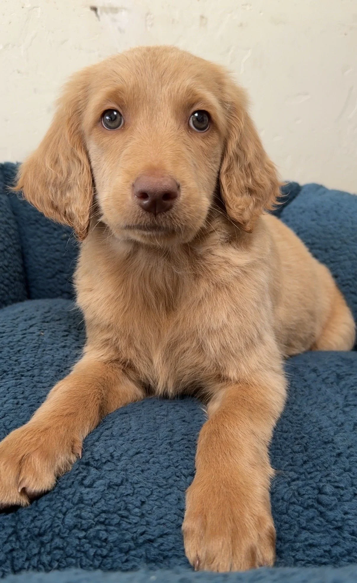 9 weeks old - female