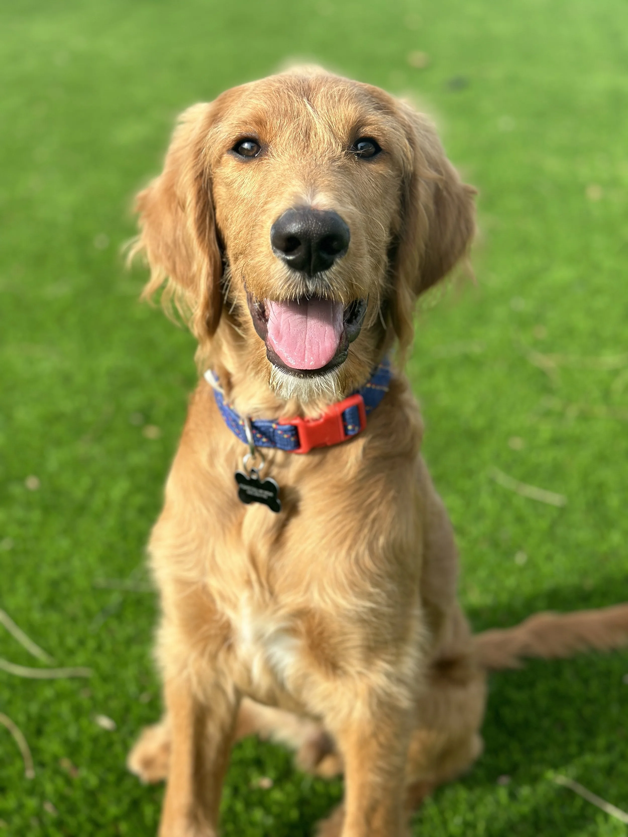 Golden retriever dog sitting on green grass, smiling with tongue out, wearing a blue collar with red clasp.