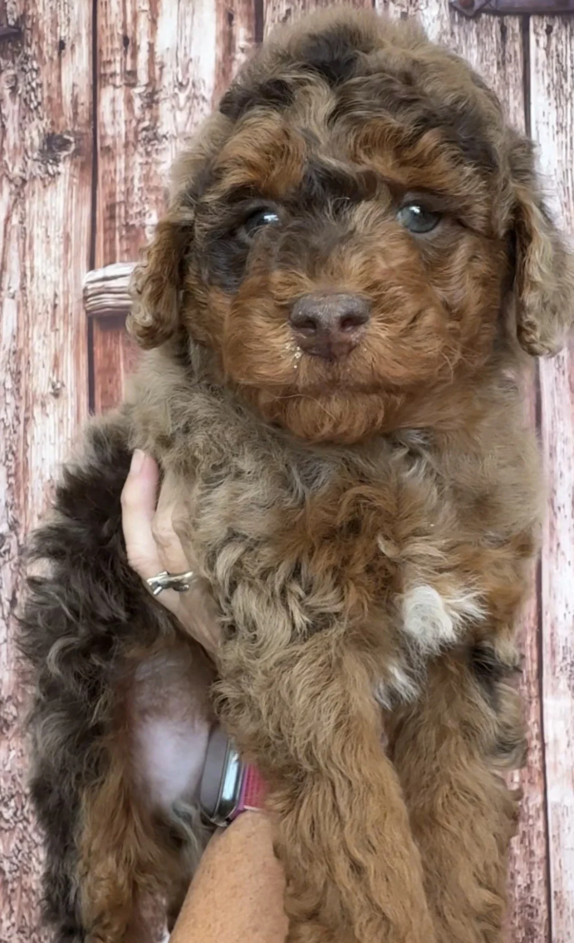 Male - 6 weeks old