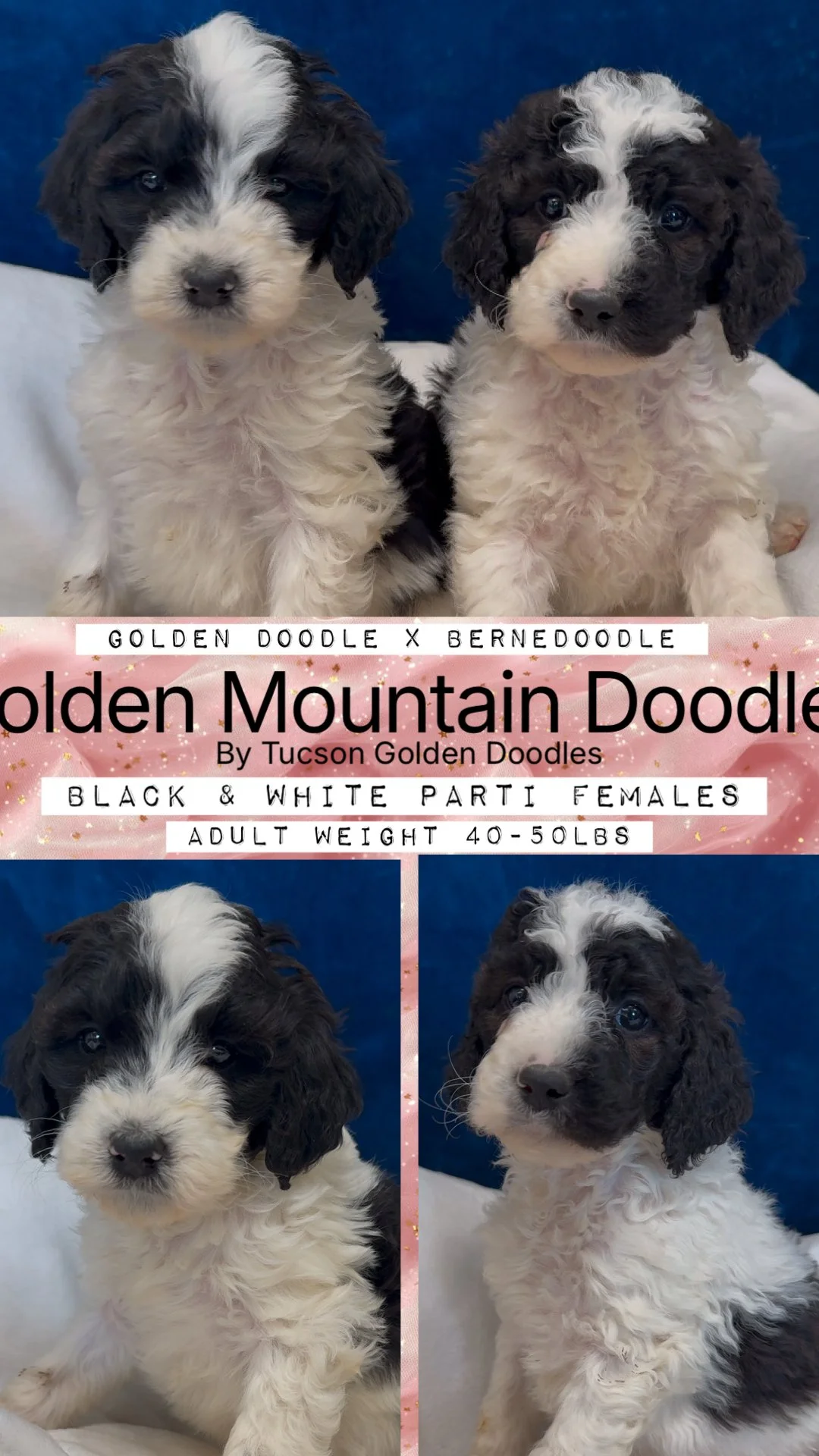 Photo collage of two black and white puppies with curly fur, sitting on a white surface against a blue background. The collage includes text indicating they are Golden Mountain Doodles, a mix of Golden Doodle and Bernedoodle, and part of a litter of 