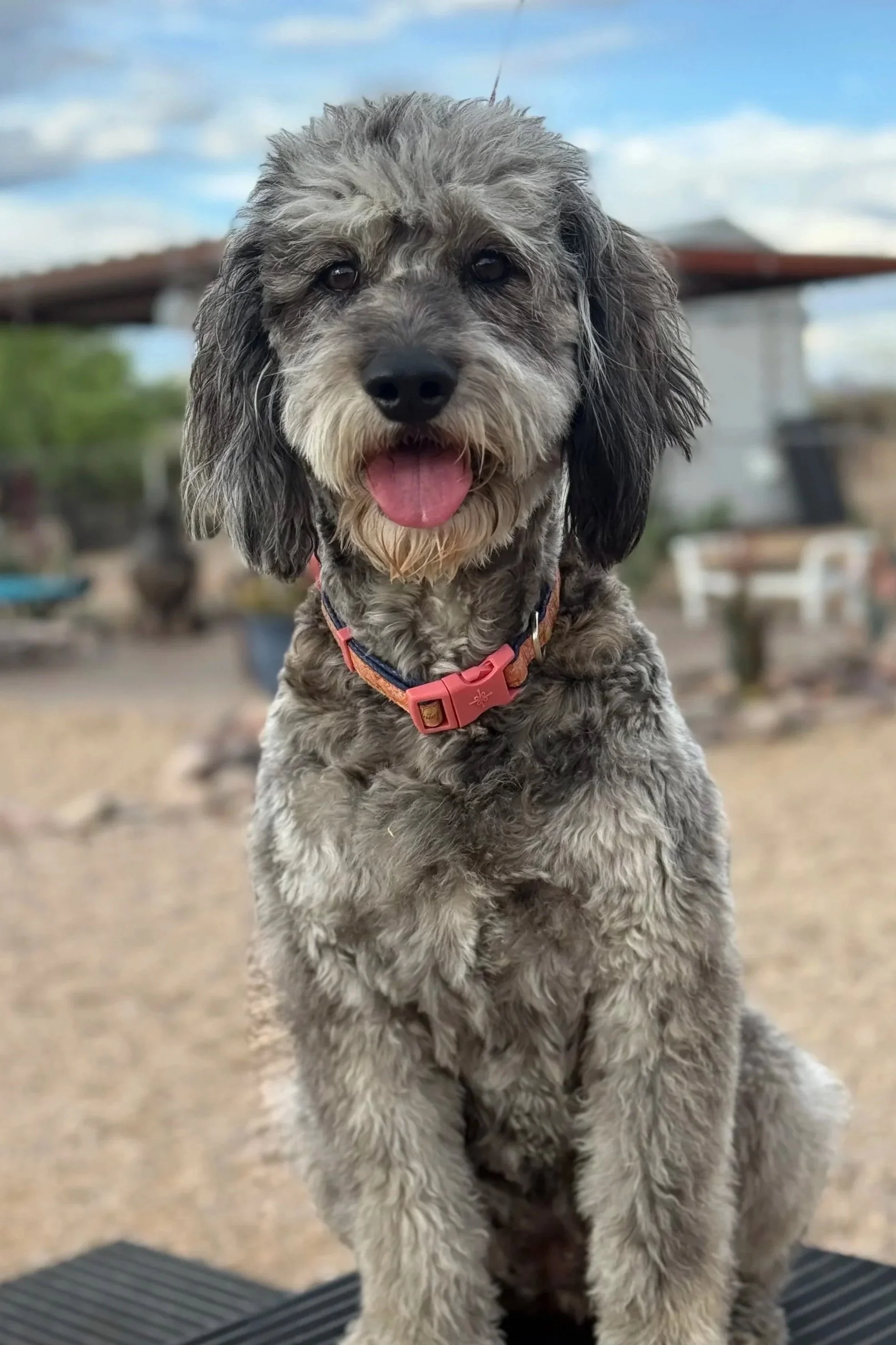 A gray and black fluffy dog with a pink collar sitting outdoors on a sunny day.