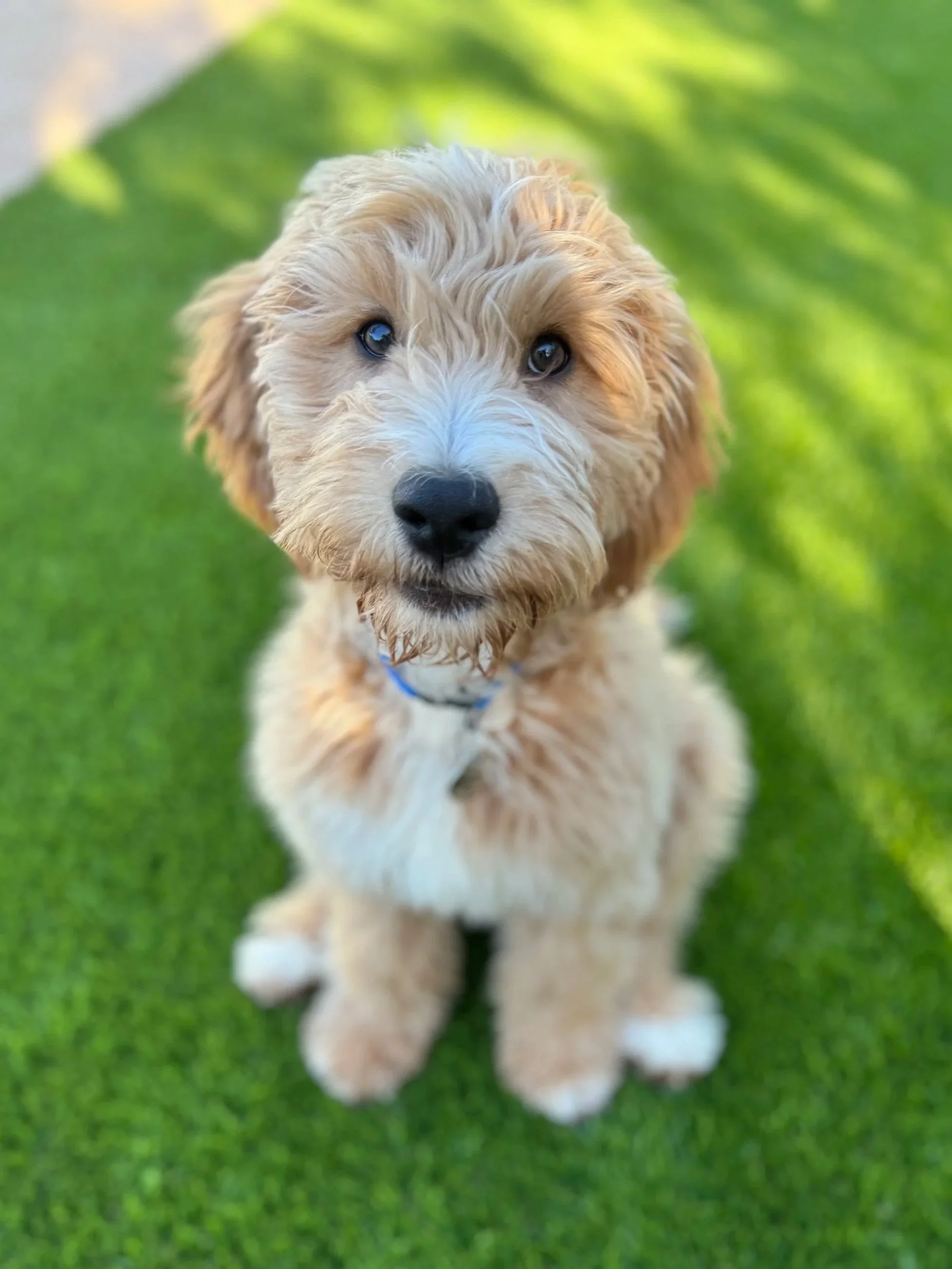 A tan curly-haired puppy with blue eyes sitting on green grass, looking at the camera.