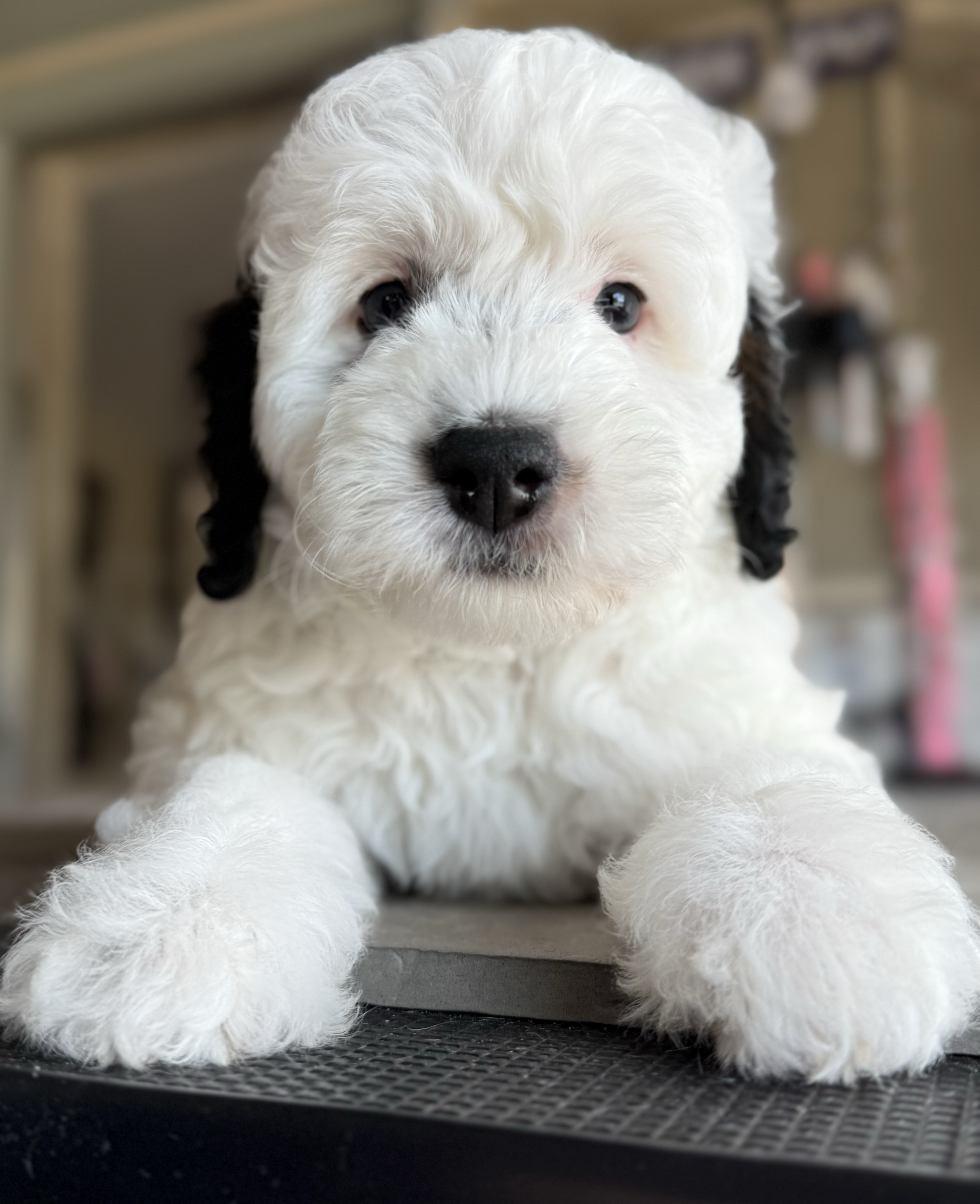 Close-up of a fluffy, white puppy with black ears and a black nose, lying on a surface.