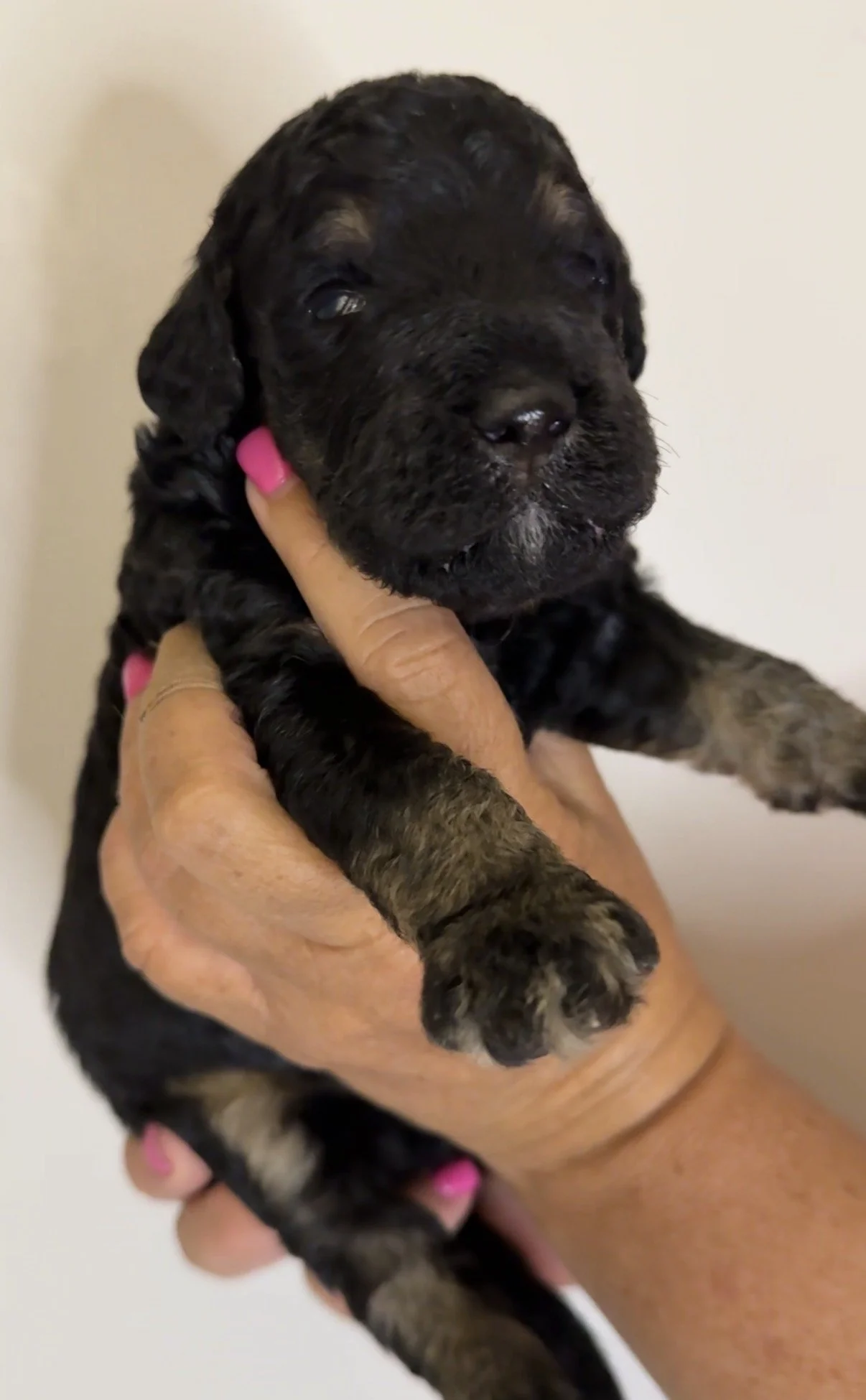 MALE - Two weeks old