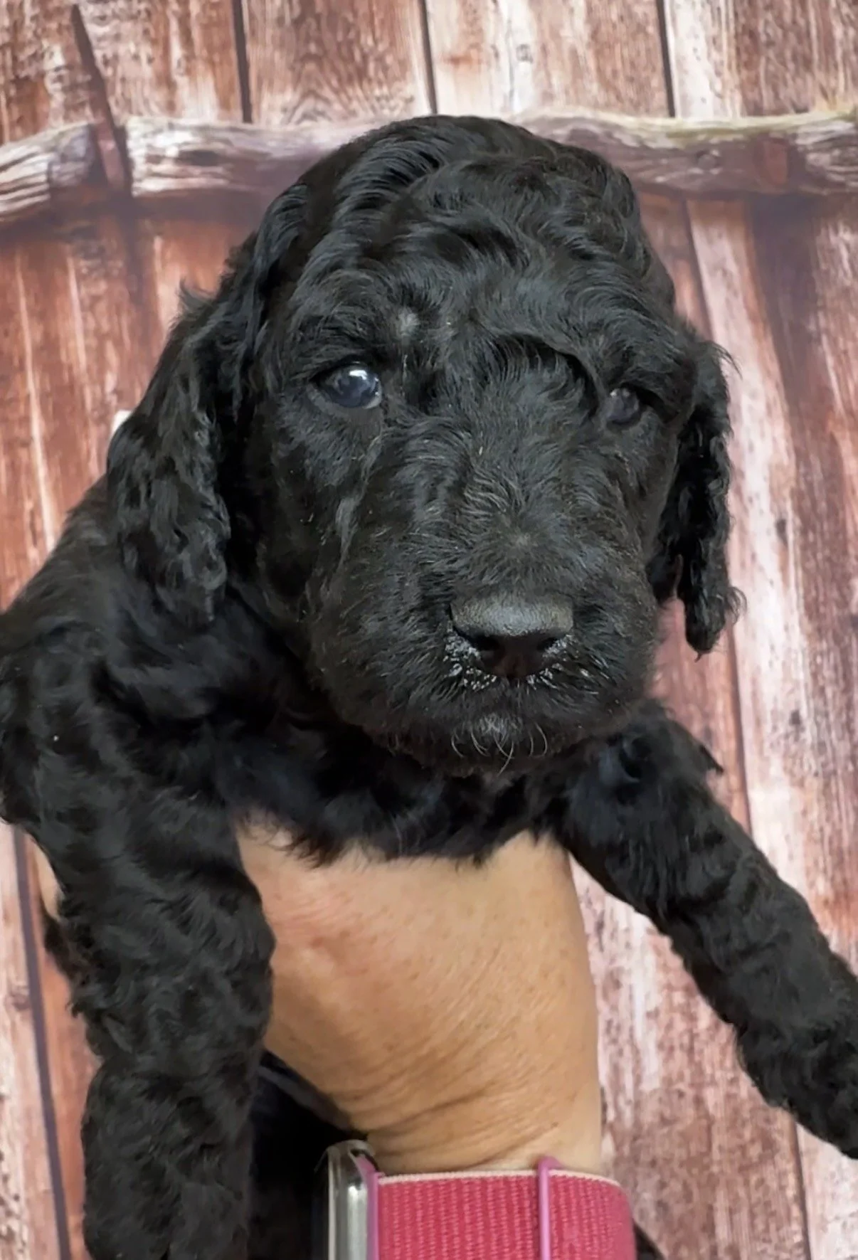 Female - 4 weeks old - Black with white chest